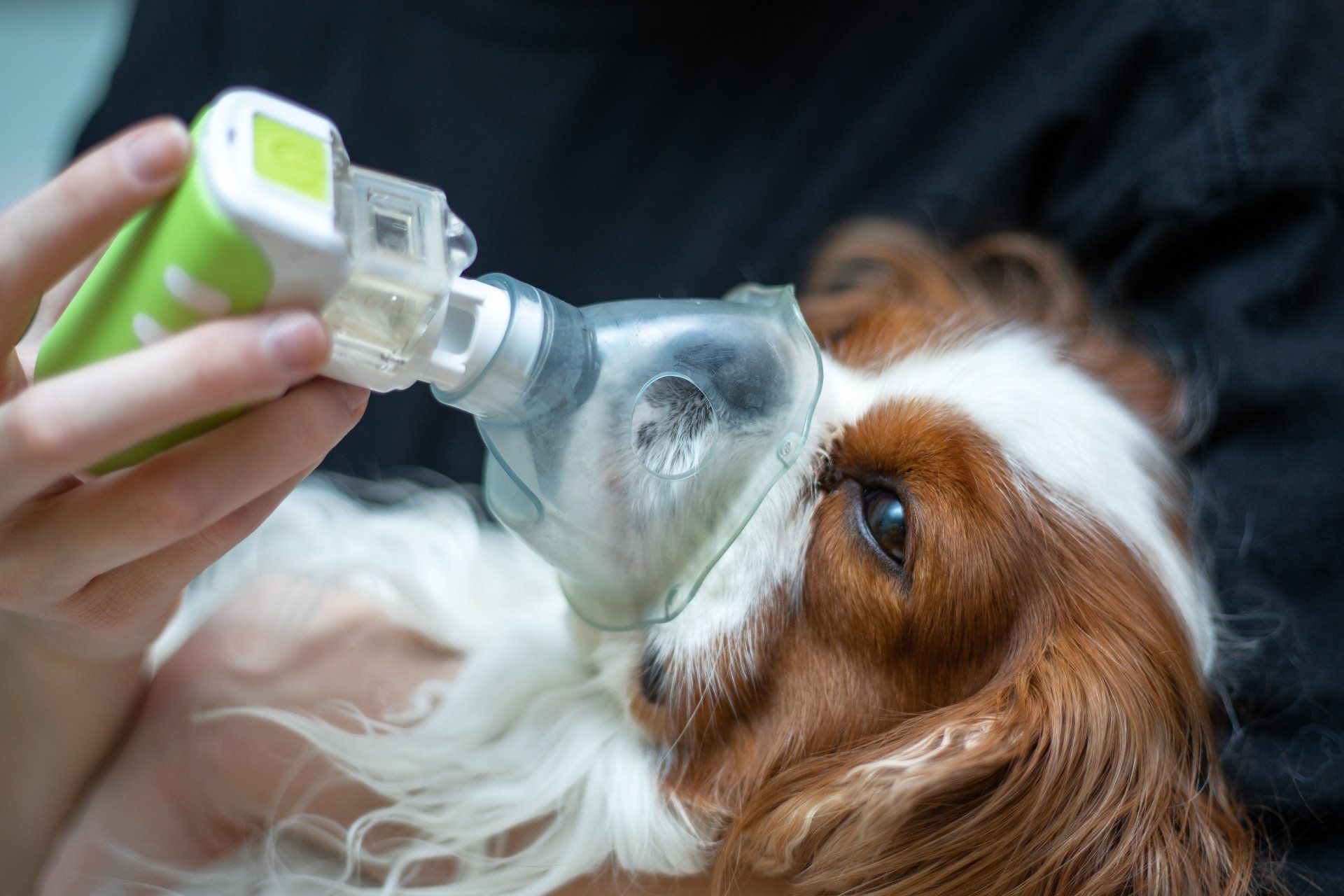 La tosse nel cane è il sintomo di un processo patologico quindi bisogna intervenire tempestivamente.