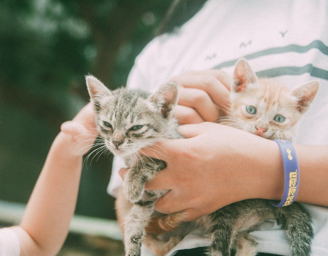 holding two kittens
