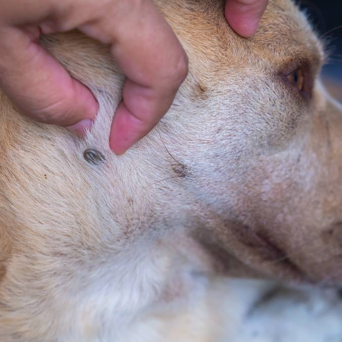 showing tick sucking blood from the side of dog's head