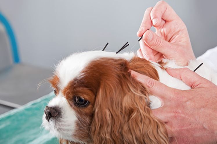 dog receiving acupuncture
