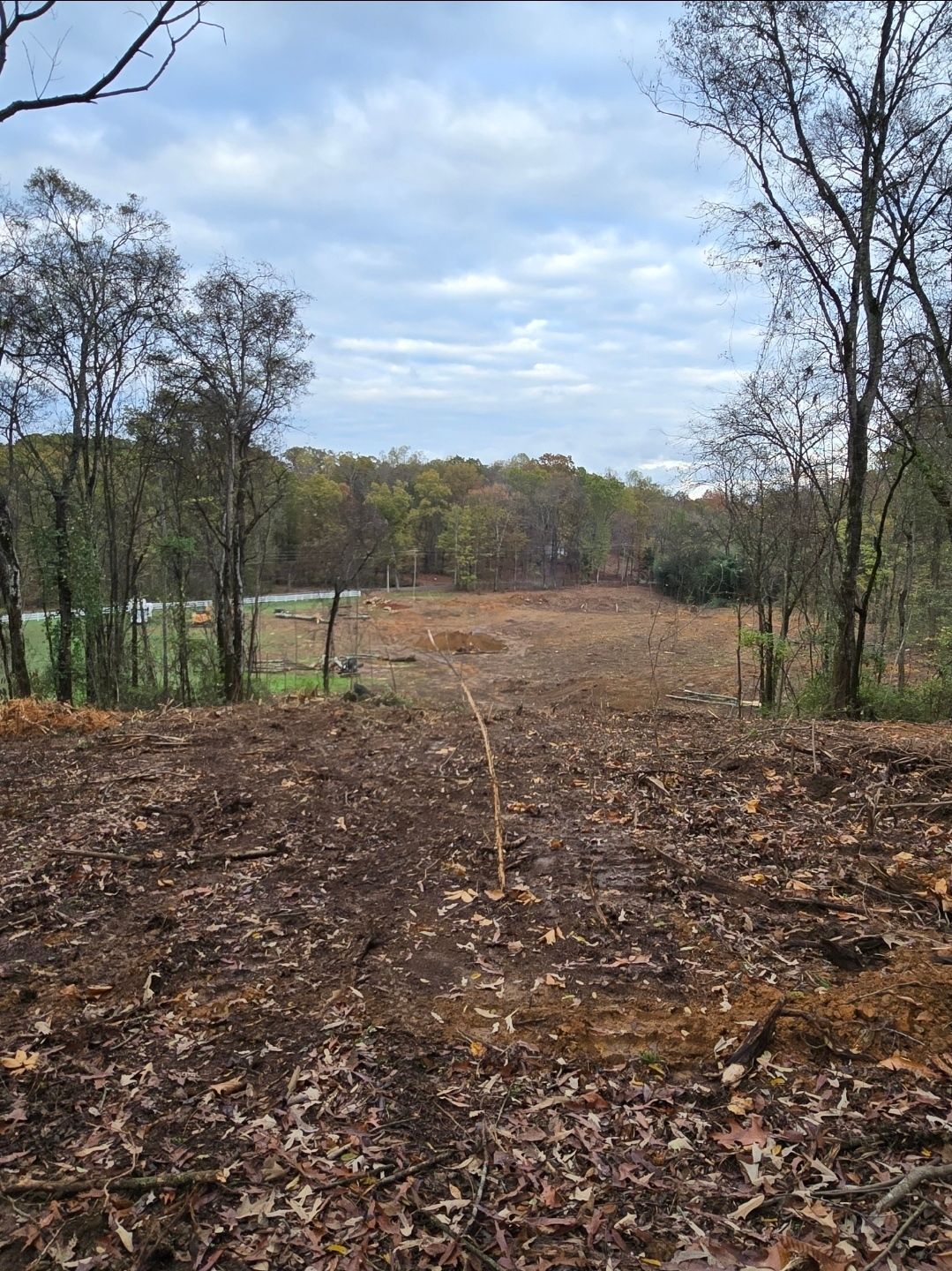 A field covered in leaves with trees in the background.
