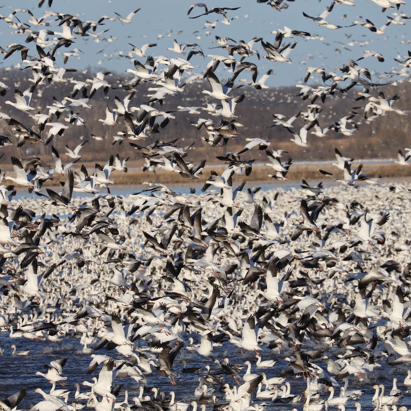 Spring Snow Goose Hunting Guide