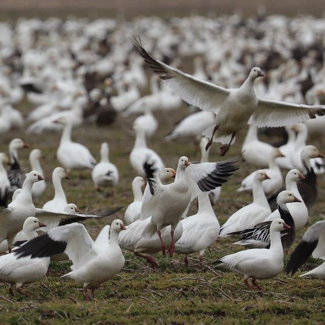 Snow Goose  Missouri Department of Conservation