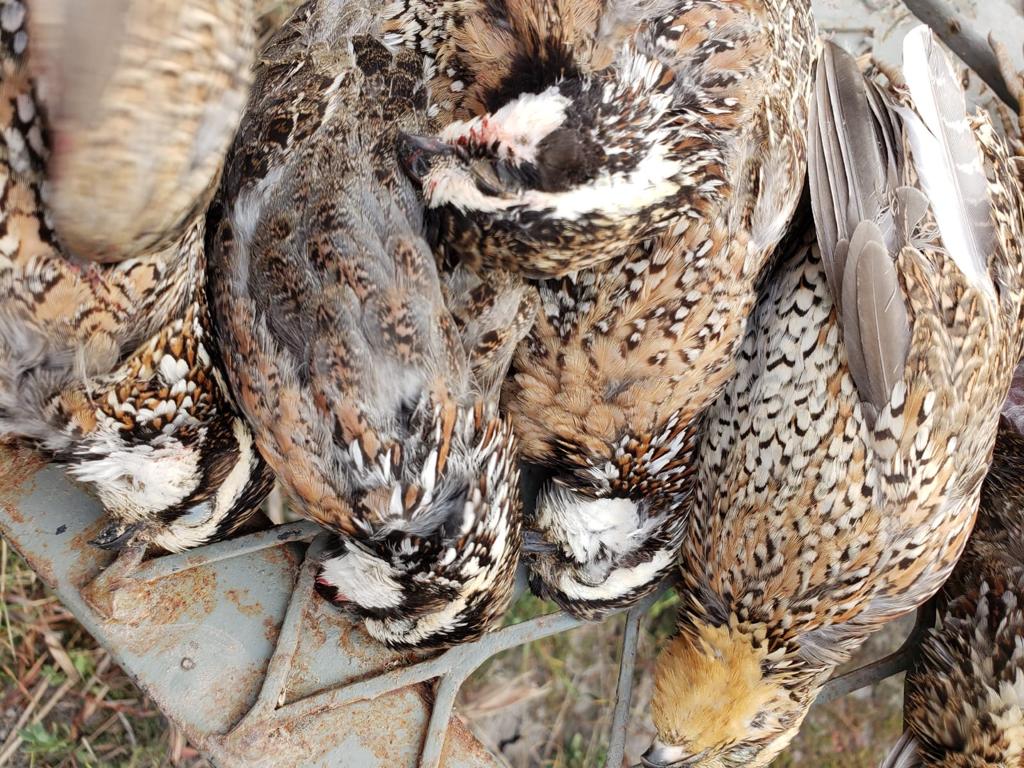 quail hunts