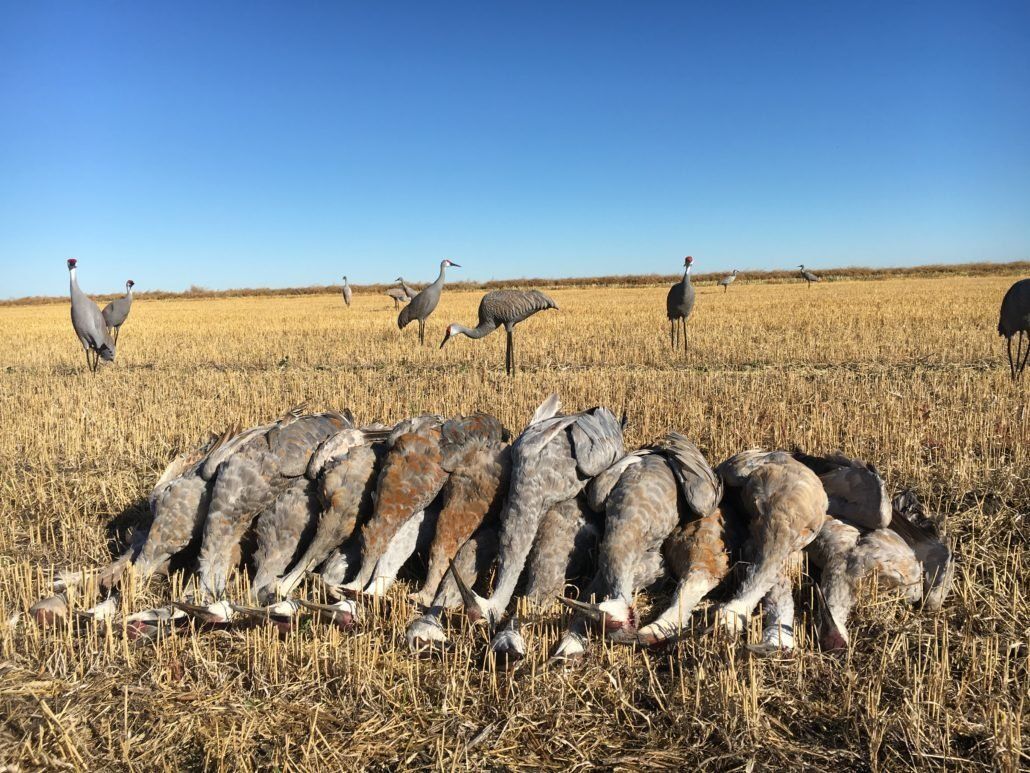 Texas Crane Hunts