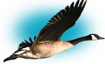 Canada Goose Hunting