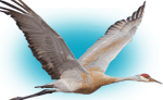 Crane Hunting