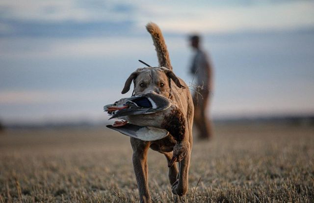 Complete Guide to Waterfowl Hunting in North Dakota - Wildfowl