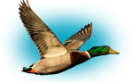 Duck Hunting Guide
