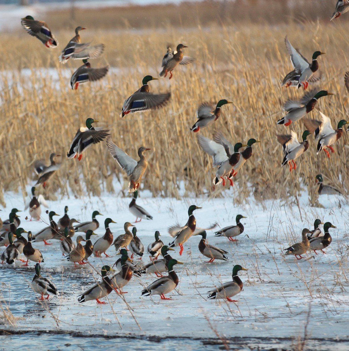 North Dakota duck hunts