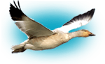 Spring Snow Goose Hunting