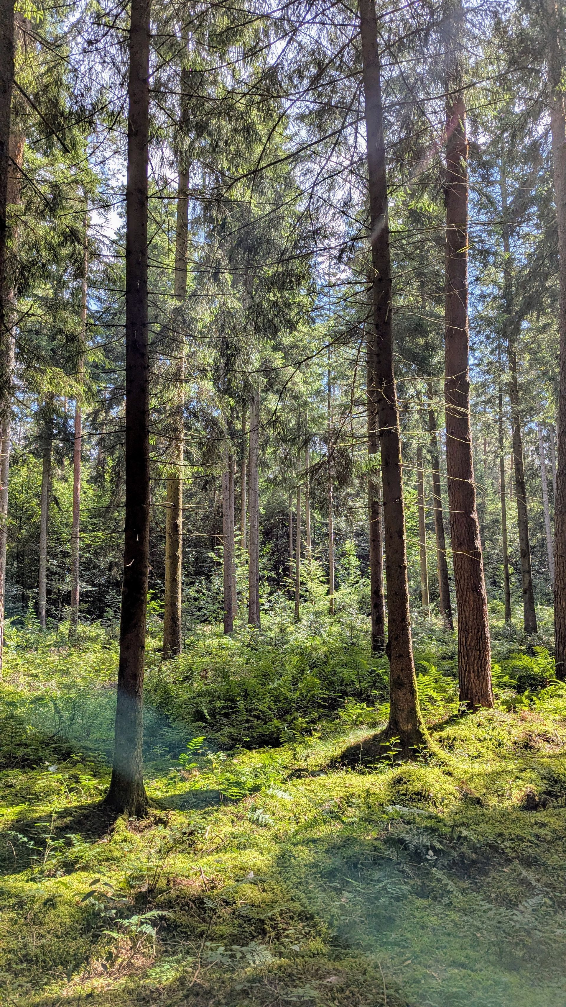Bild eines Waldes mit Fichten und dichter Bodenbewachsung aus Moos, Sträuchern und Zöglingen. Das Sonnenlicht fällt durch die Bäume auf den grünen Untergrund.