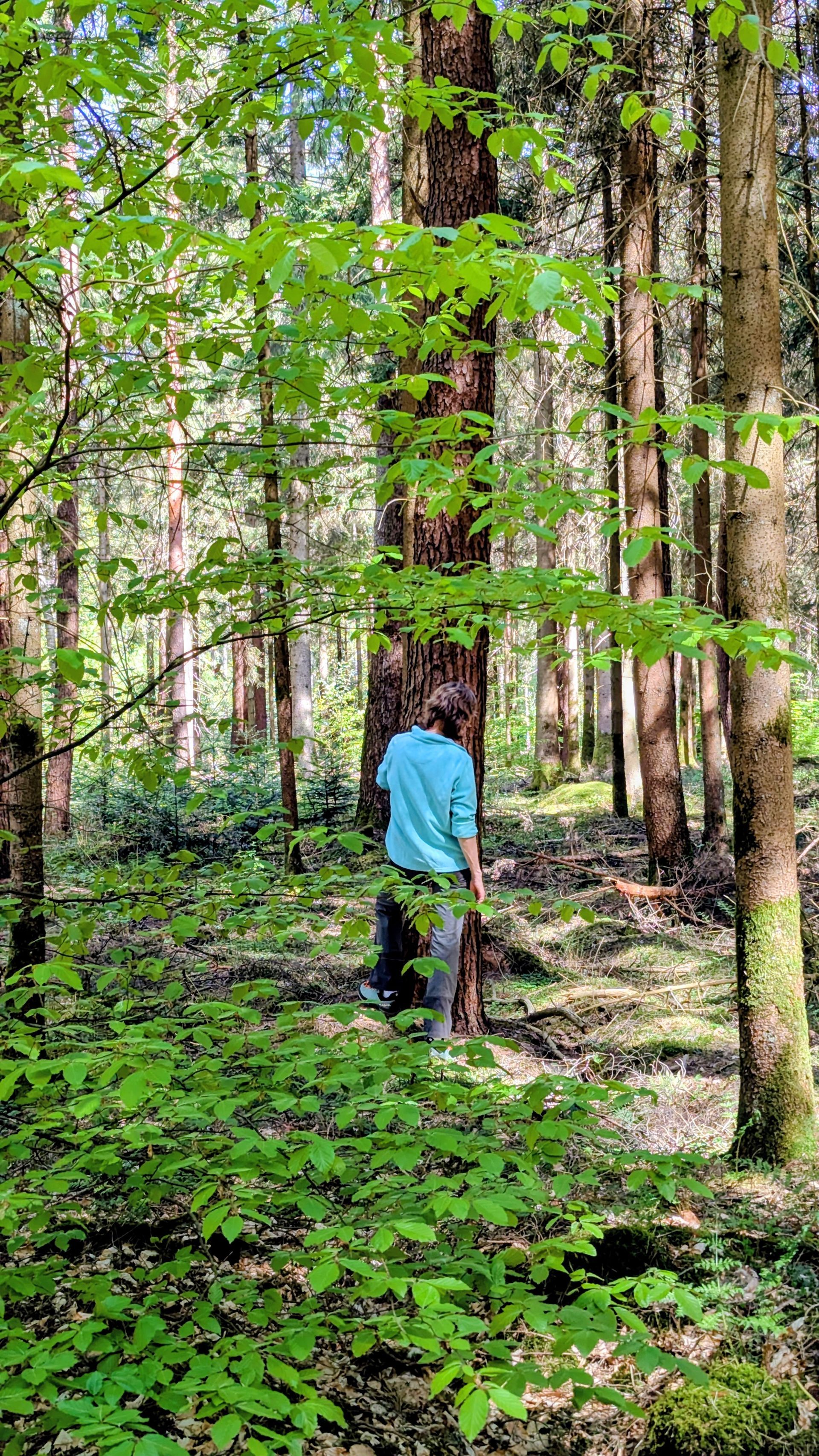 Bild eines Waldes mit Fichten und dichter Bodenbewachsung aus Moos, Sträuchern und Zöglingen. Das Sonnenlicht fällt durch die Bäume auf den grünen Untergrund.