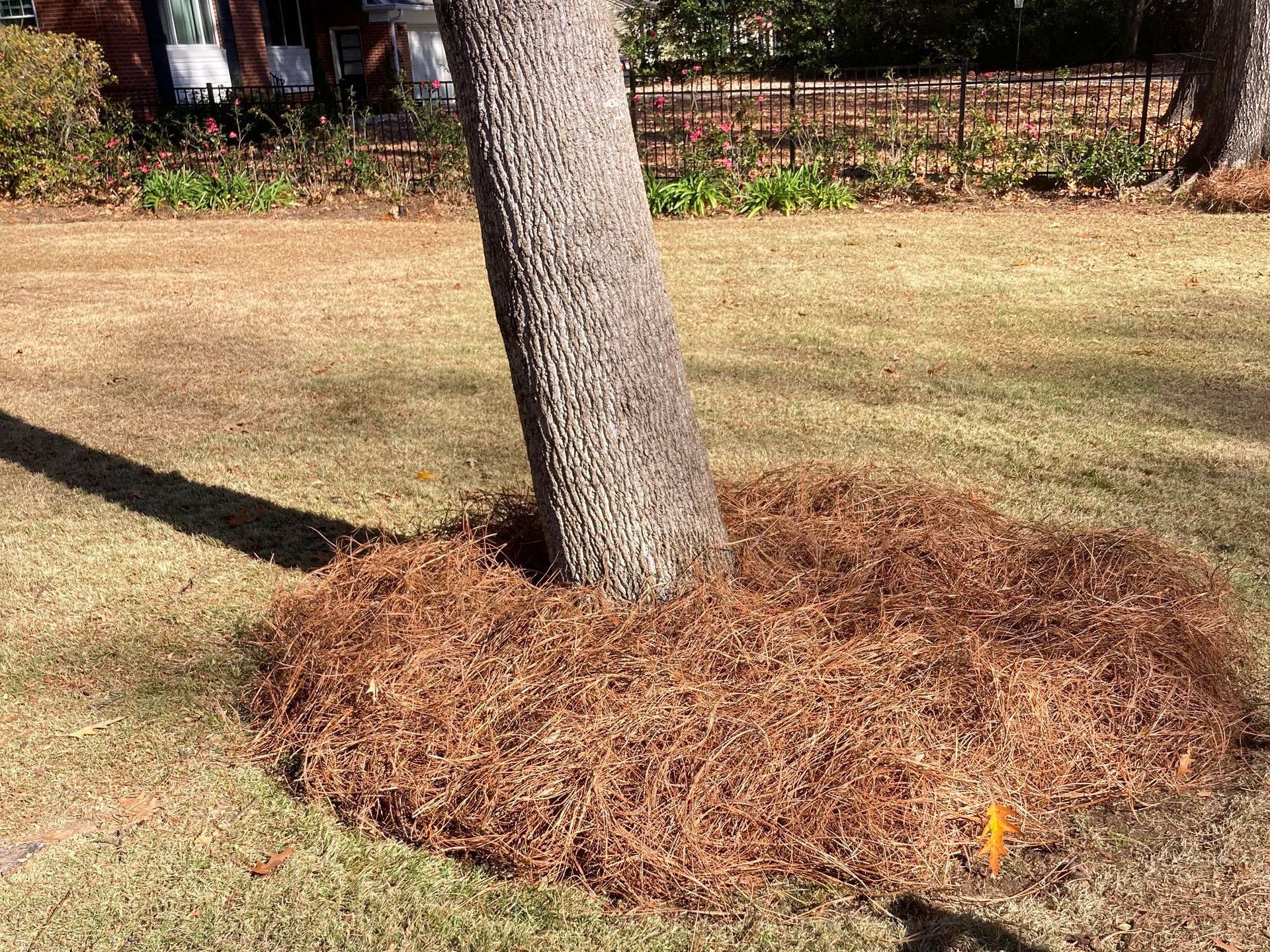 A tree trunk is surrounded by mulch in a yard.
