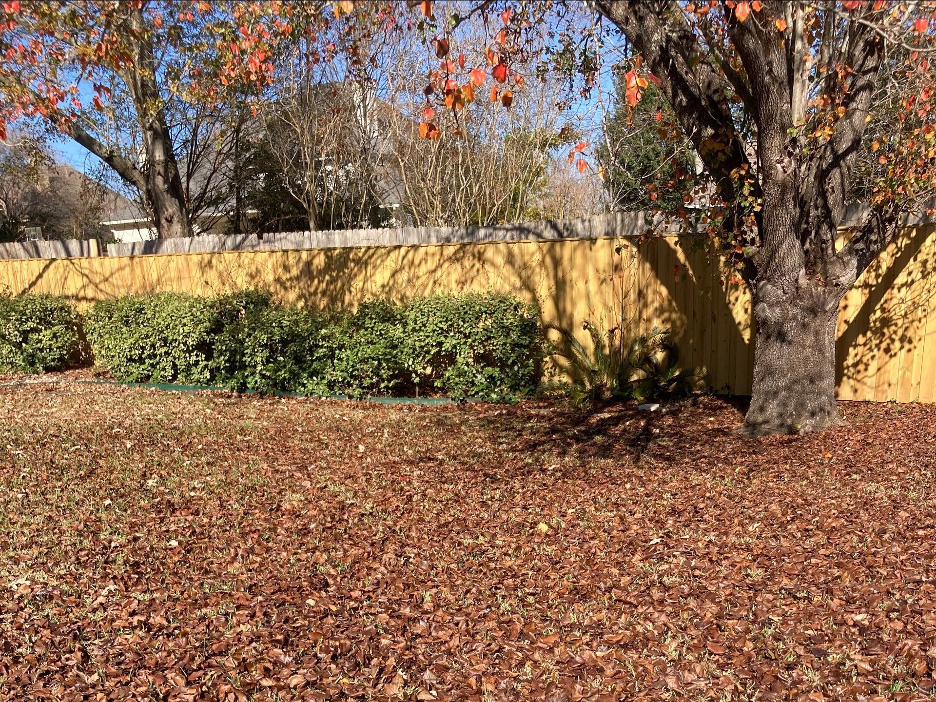 There is a tree in the middle of a yard covered in leaves.