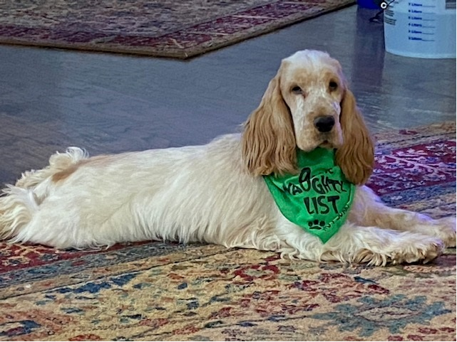 Photo of Heidi's award winning dog