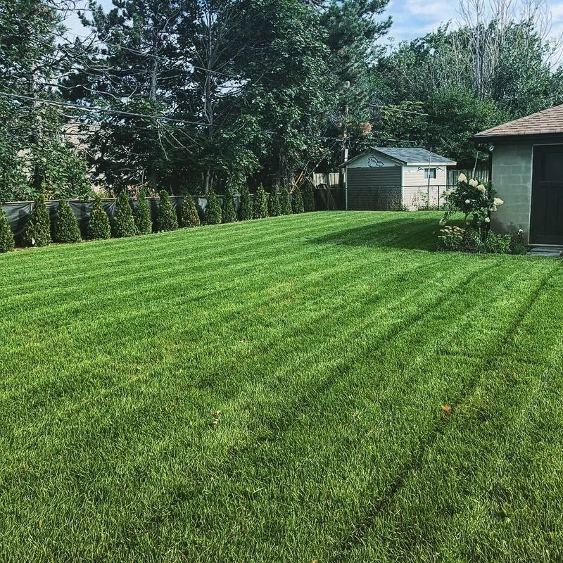 Lush green lawn with freshly mowed stripes, small shed in the background, and line of green trees. Sunny day.