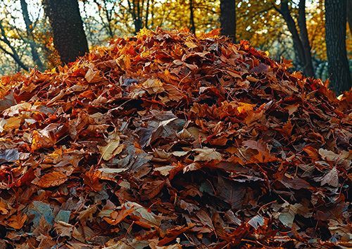 PILE OF LEAVES