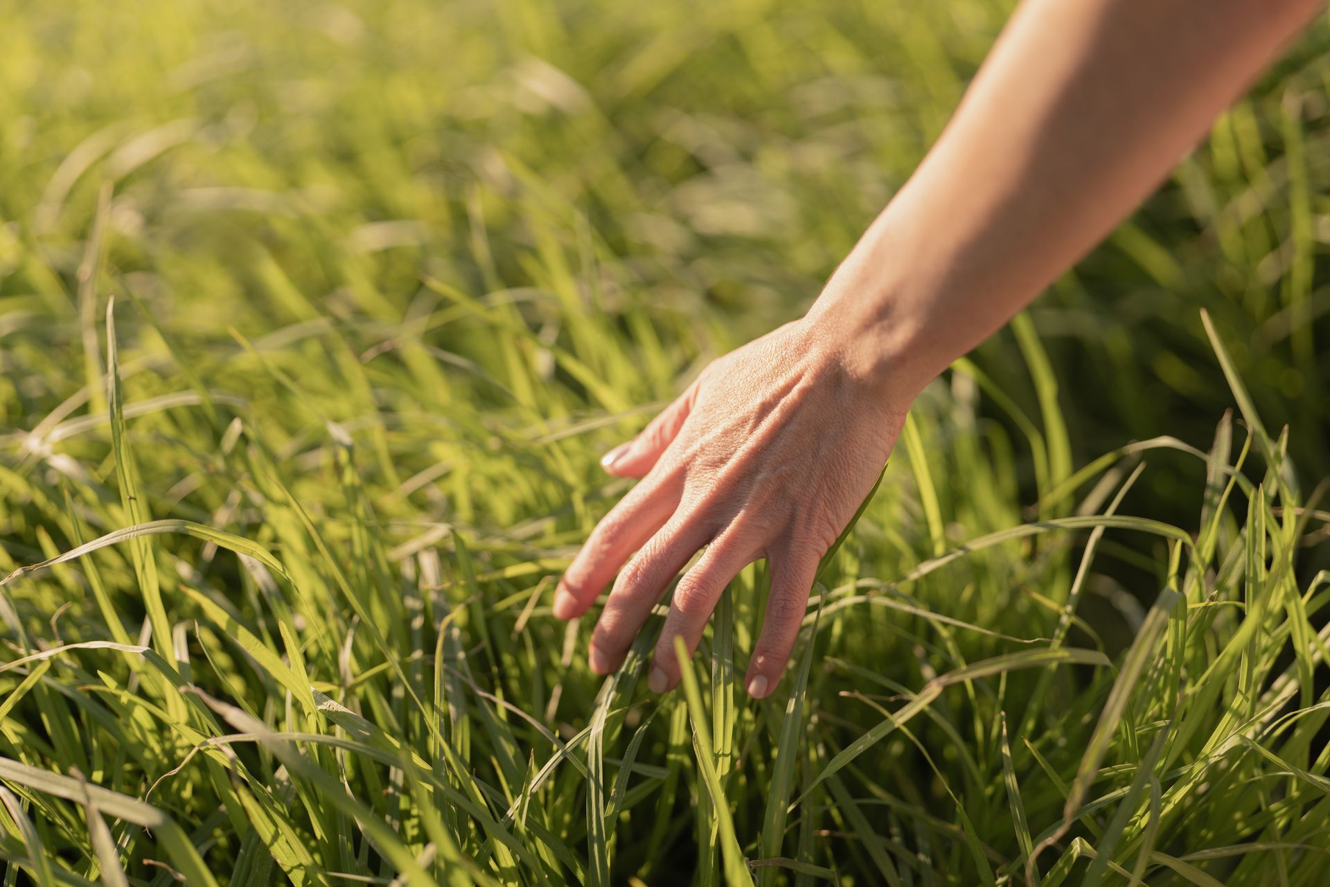Hand gently touching green grass in sunlight.