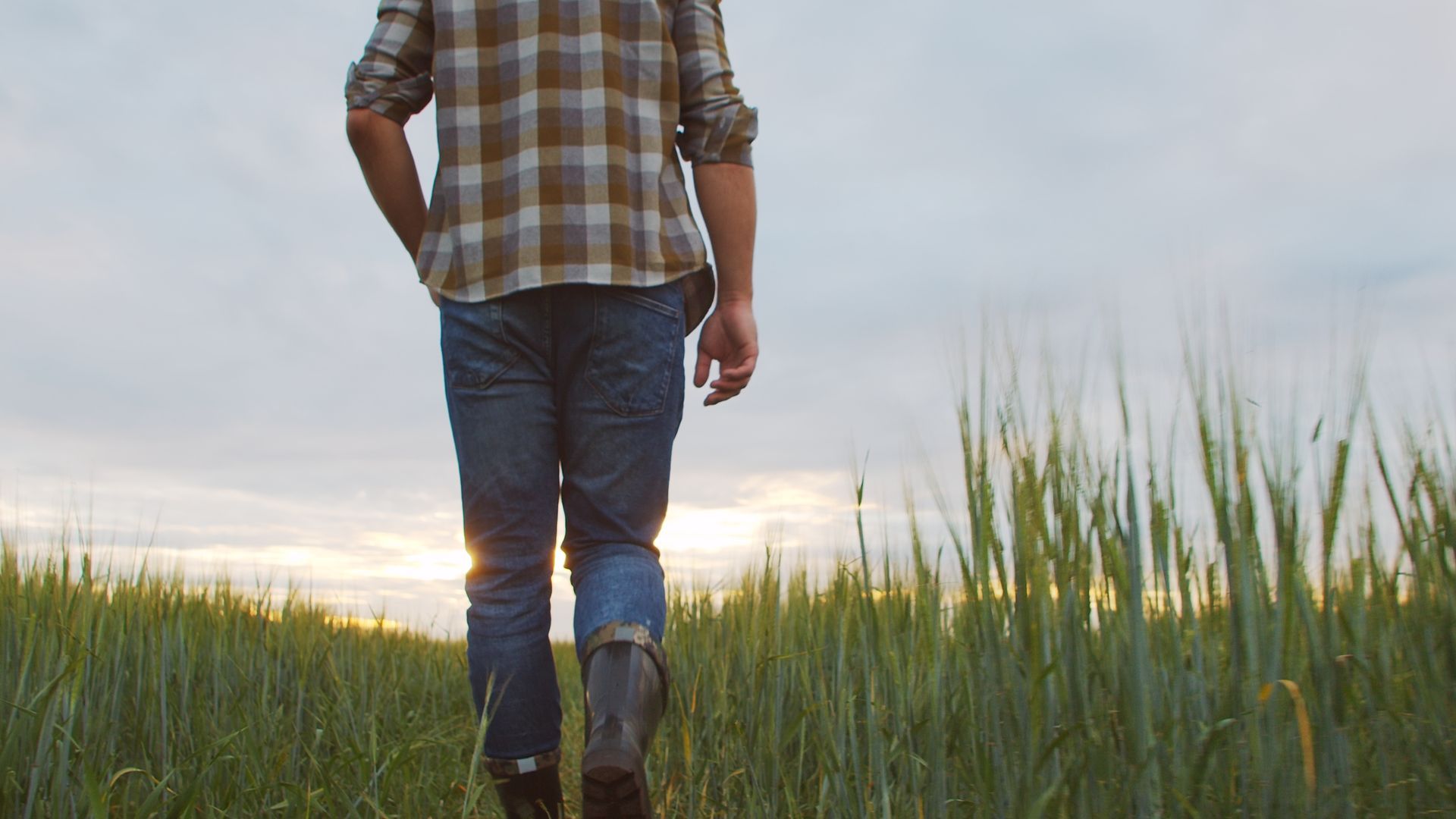 Person walking in a field of tall green grass; setting sun in the background.