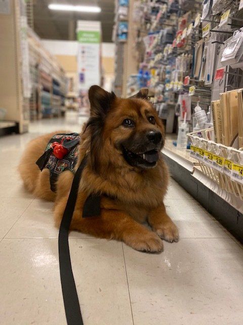 Picture of a red chow mix laying down in a craft store