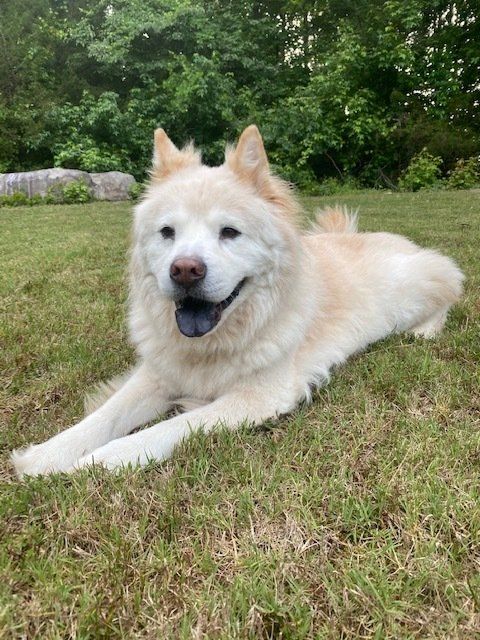 Picture of a white chow mix with black tongue laying in grass. He is smiling at the camera.