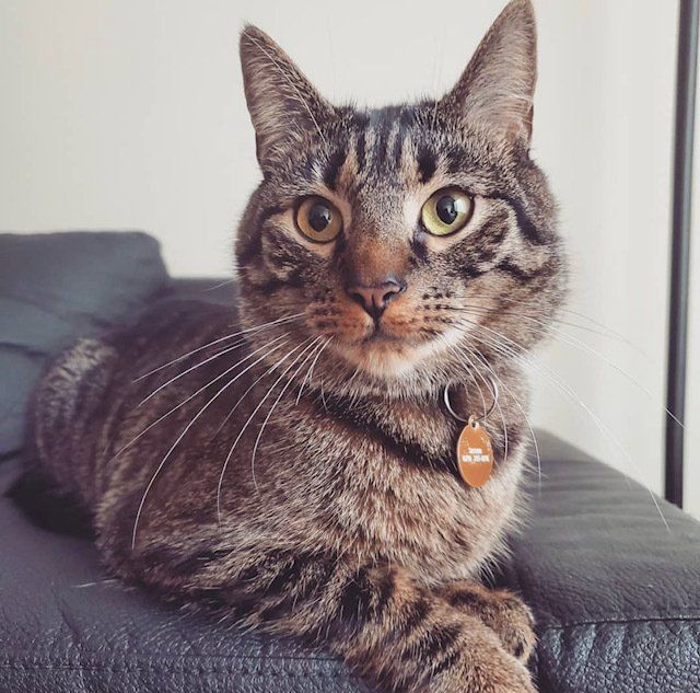 Picture of a grey tabby cat.