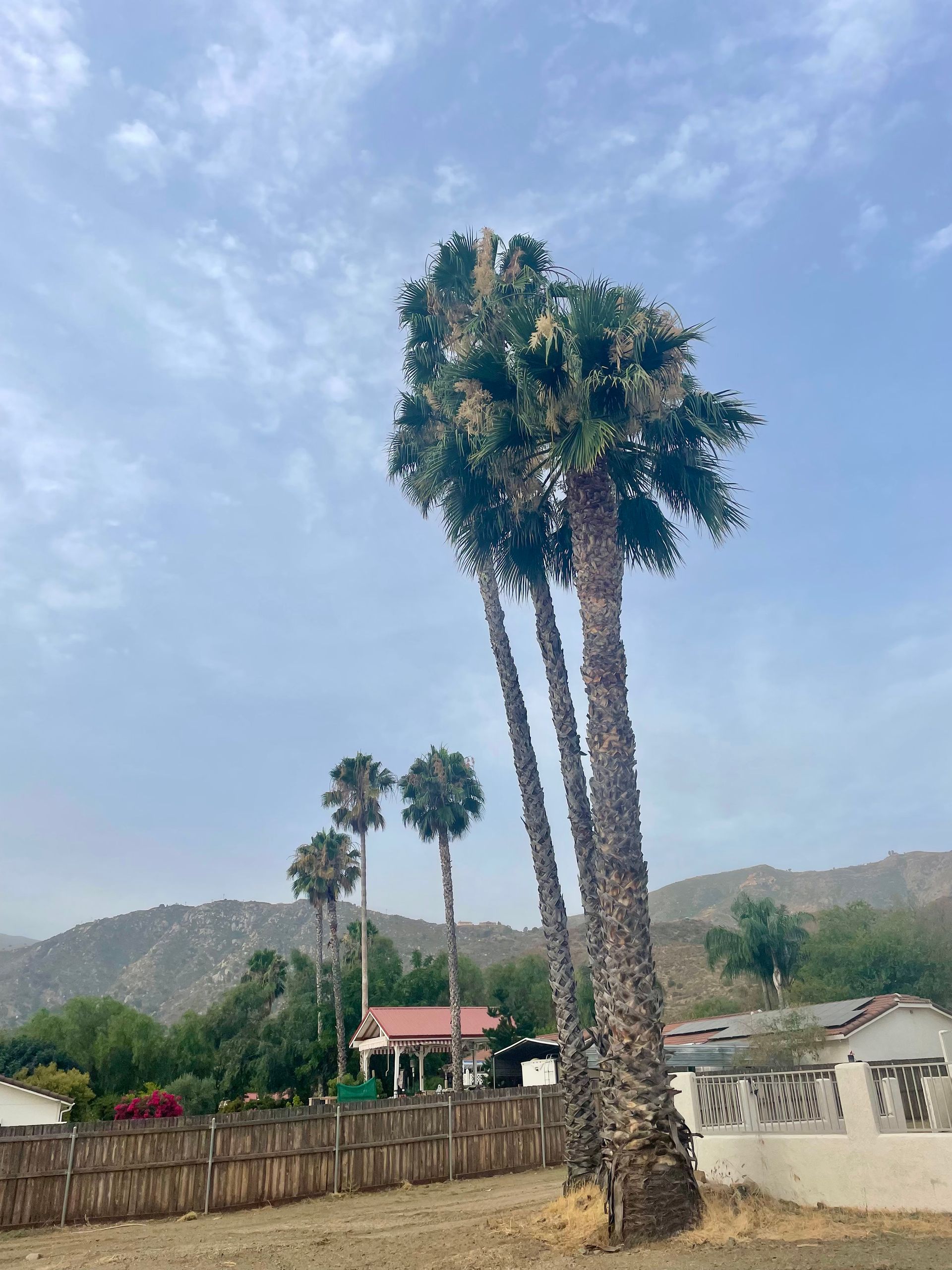 Palm Tree Trimming Service in Hemet, CA