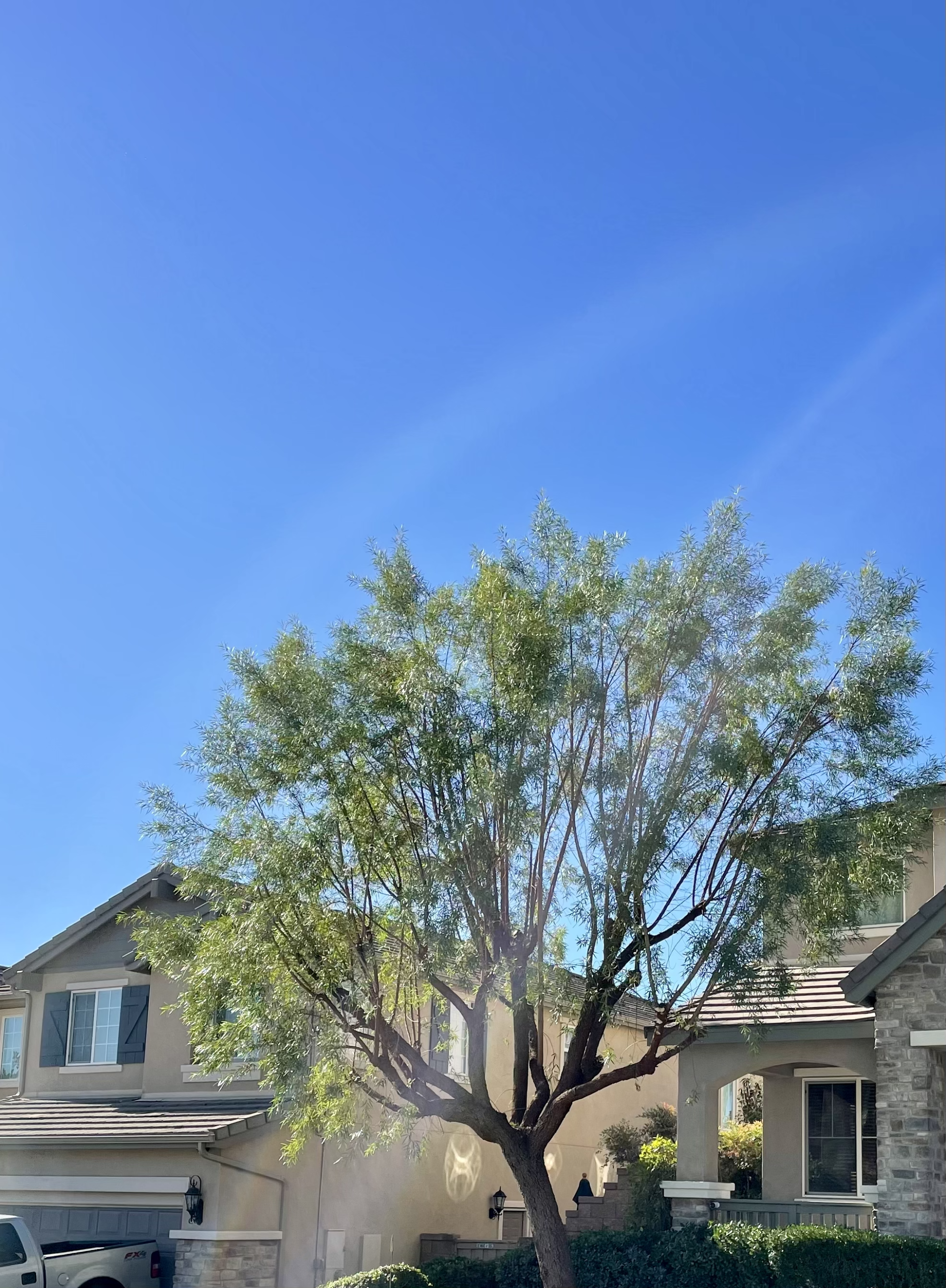 Tree Trimming Service in Menifee, CA