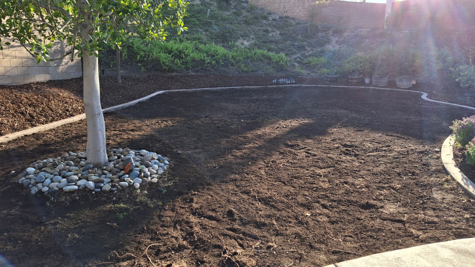 A tree is in the middle of a pile of dirt in a yard.