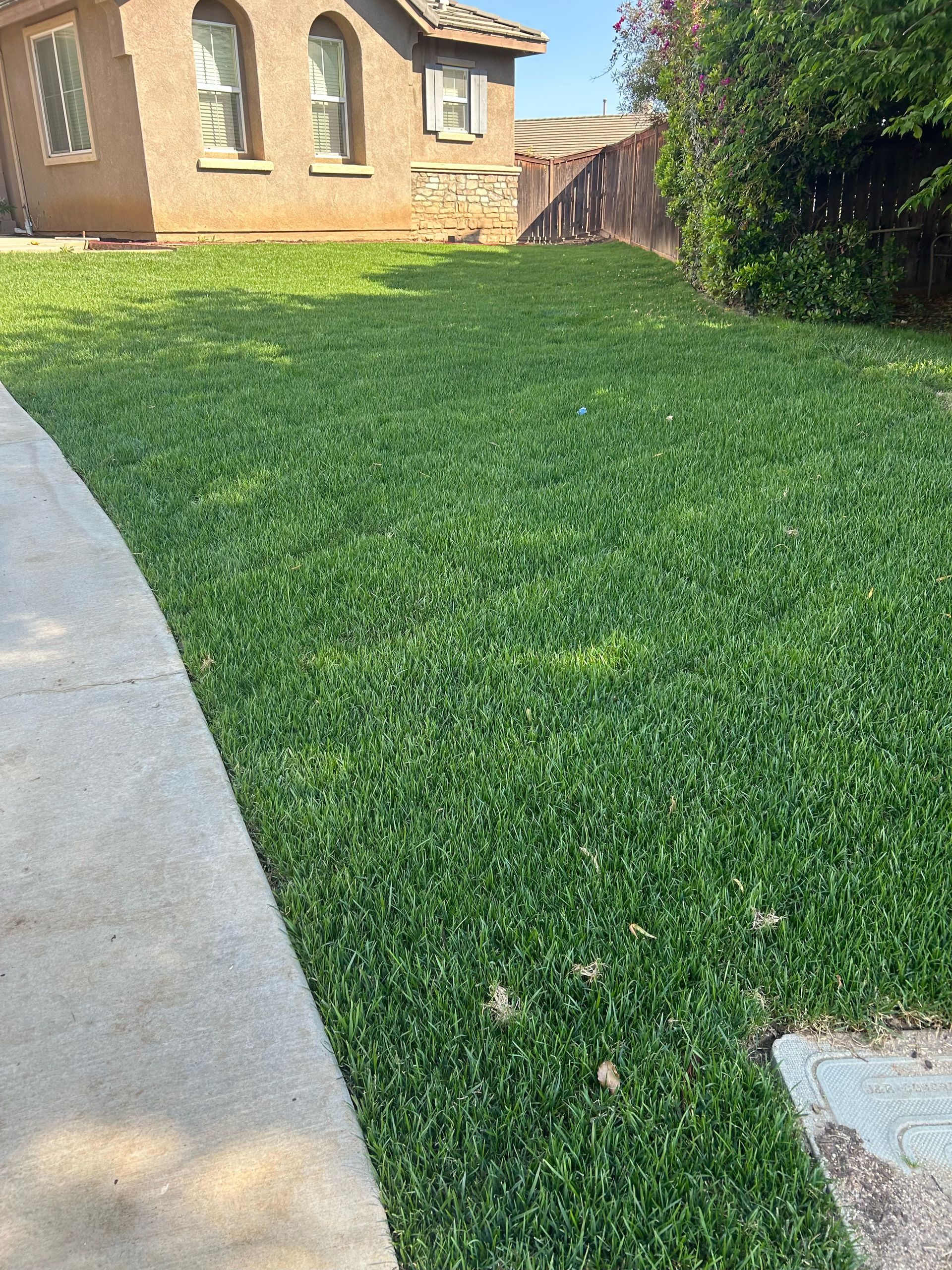 A lush green lawn in front of a house next to a sidewalk.
