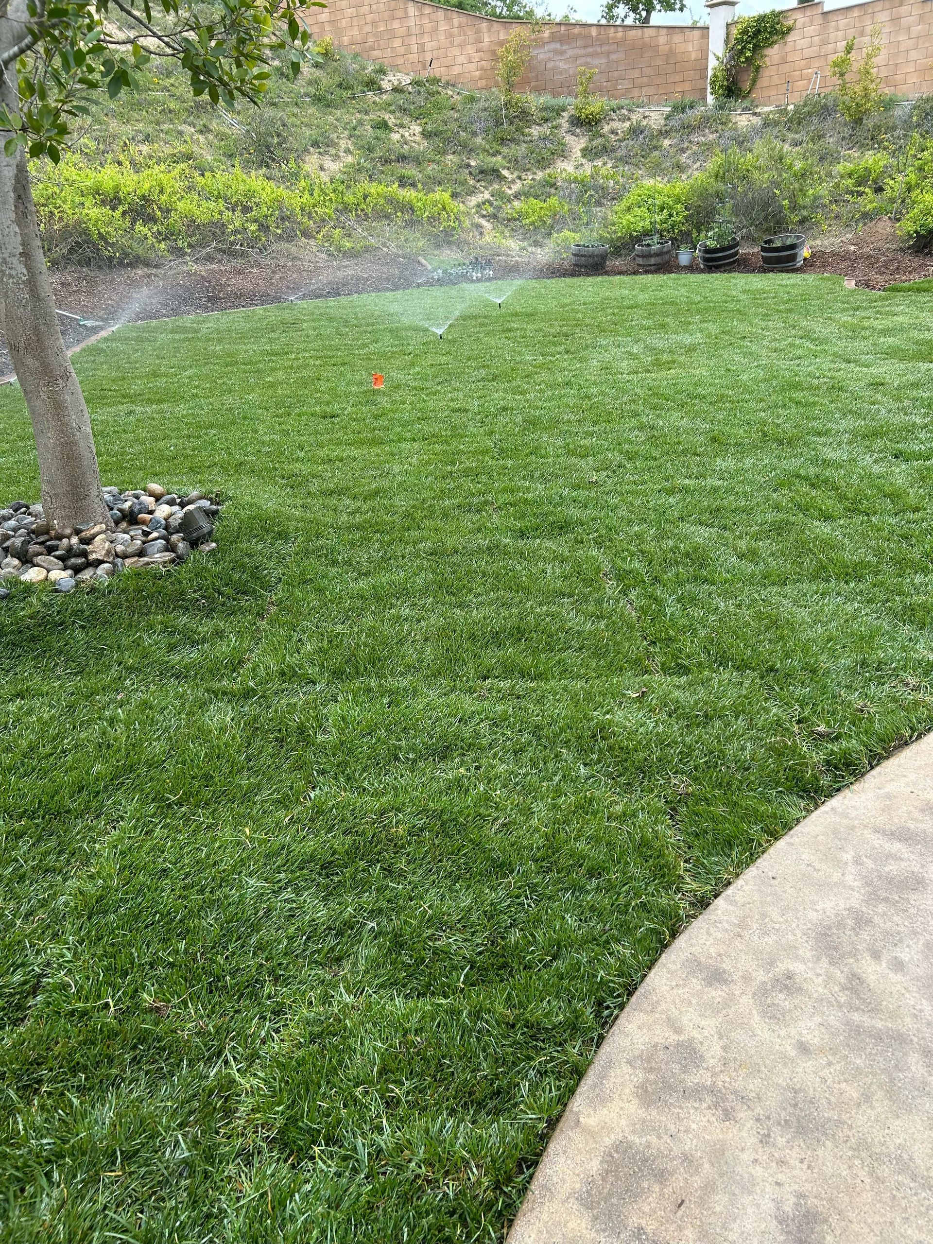 Lush green lawn being watered by a sprinkler, with a tree and hillside in the background.
