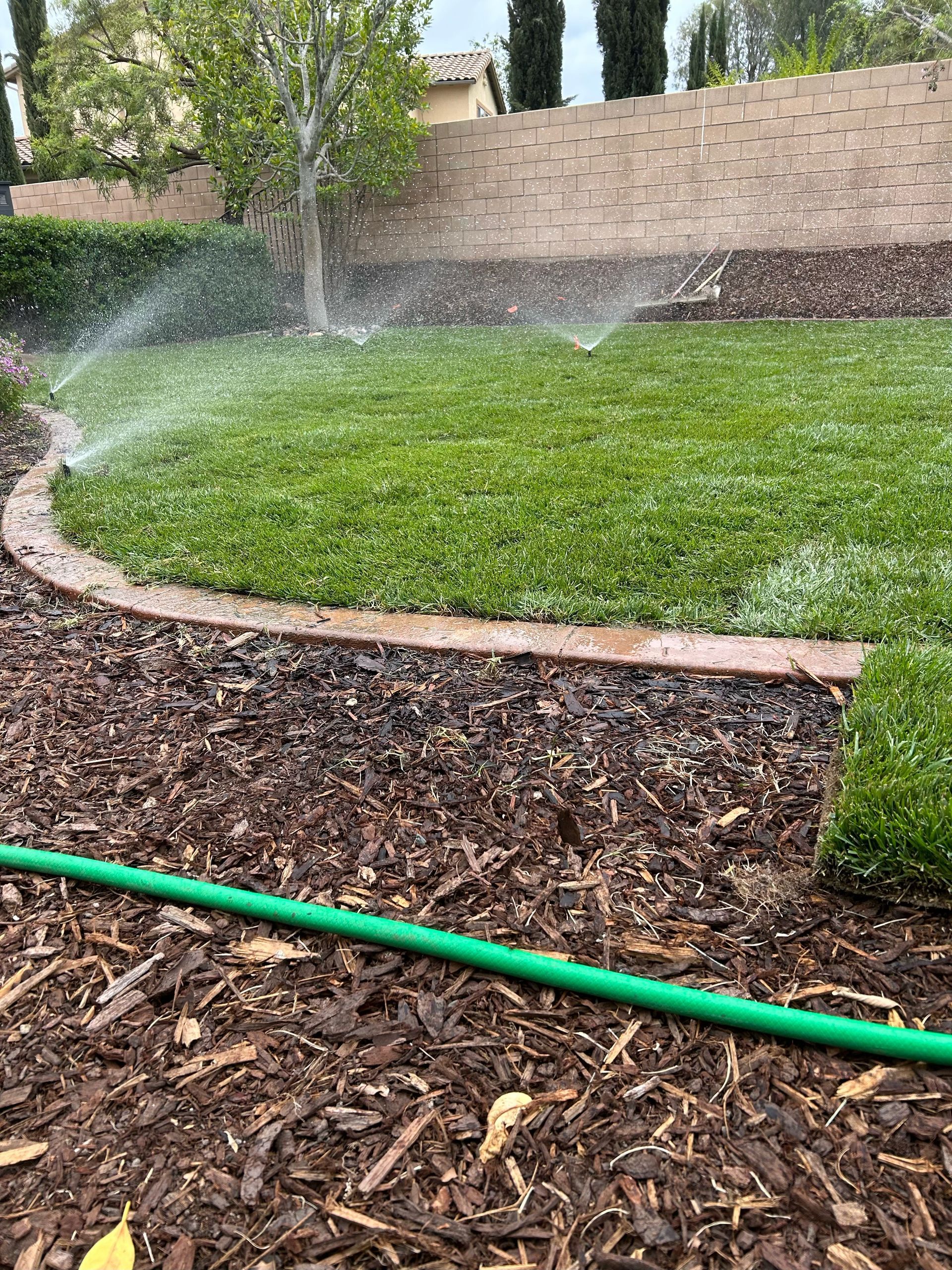A green hose is sitting in the middle of a lush green lawn.