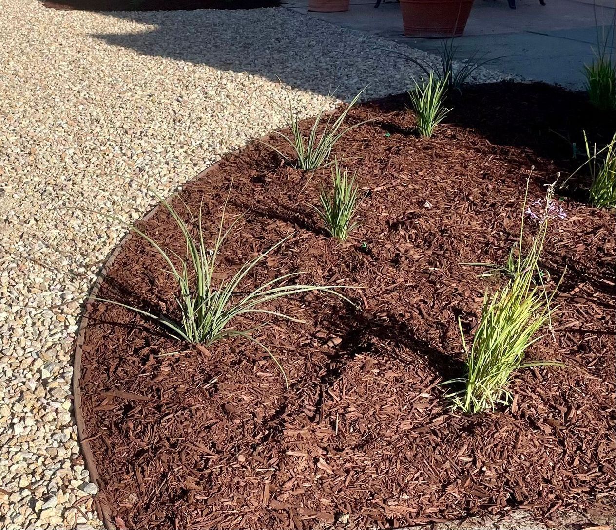 A garden bed filled with brown mulch and plants.