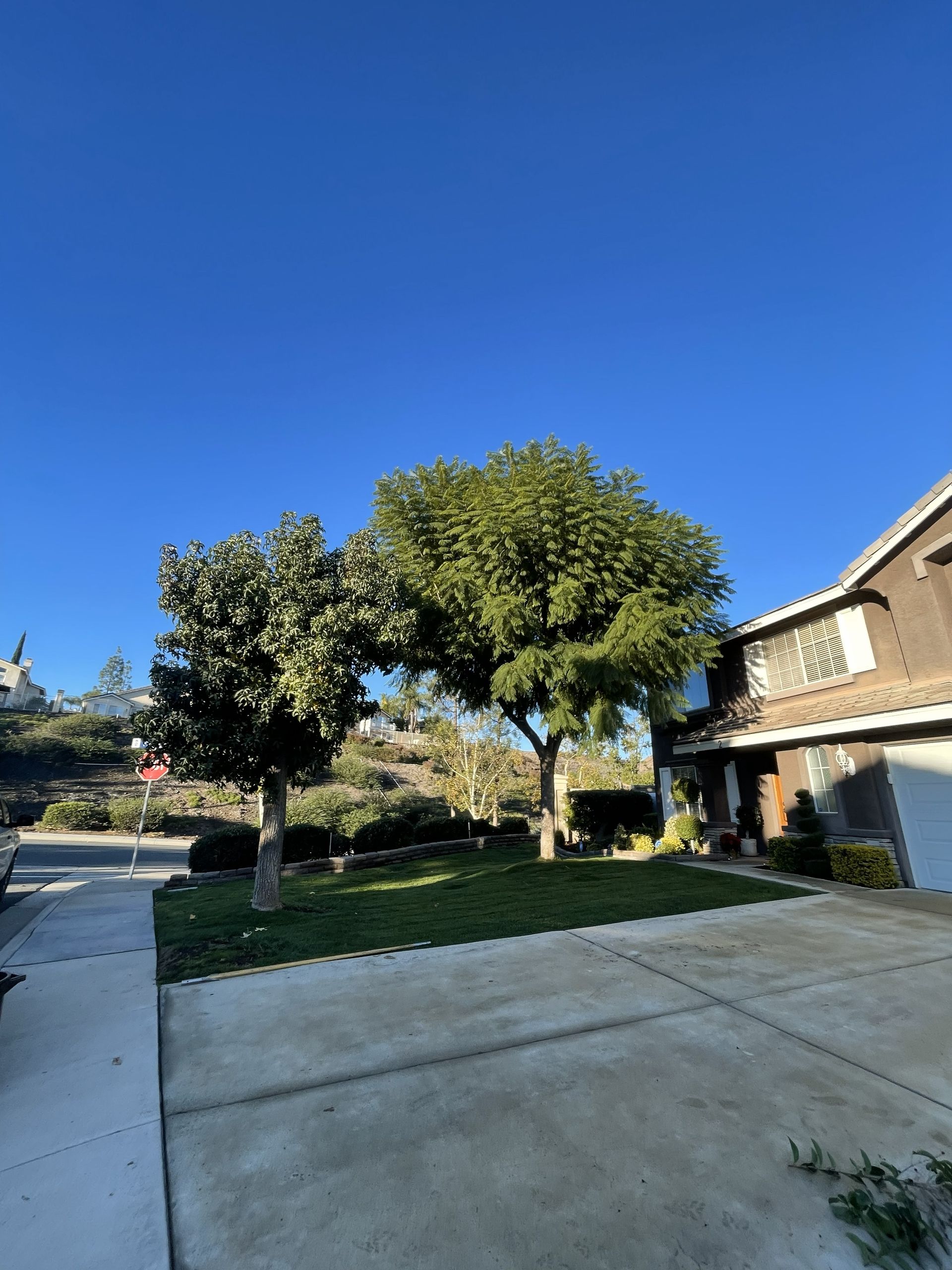 Trees in front of a house with a blue sky. Concrete driveway and sidewalk.