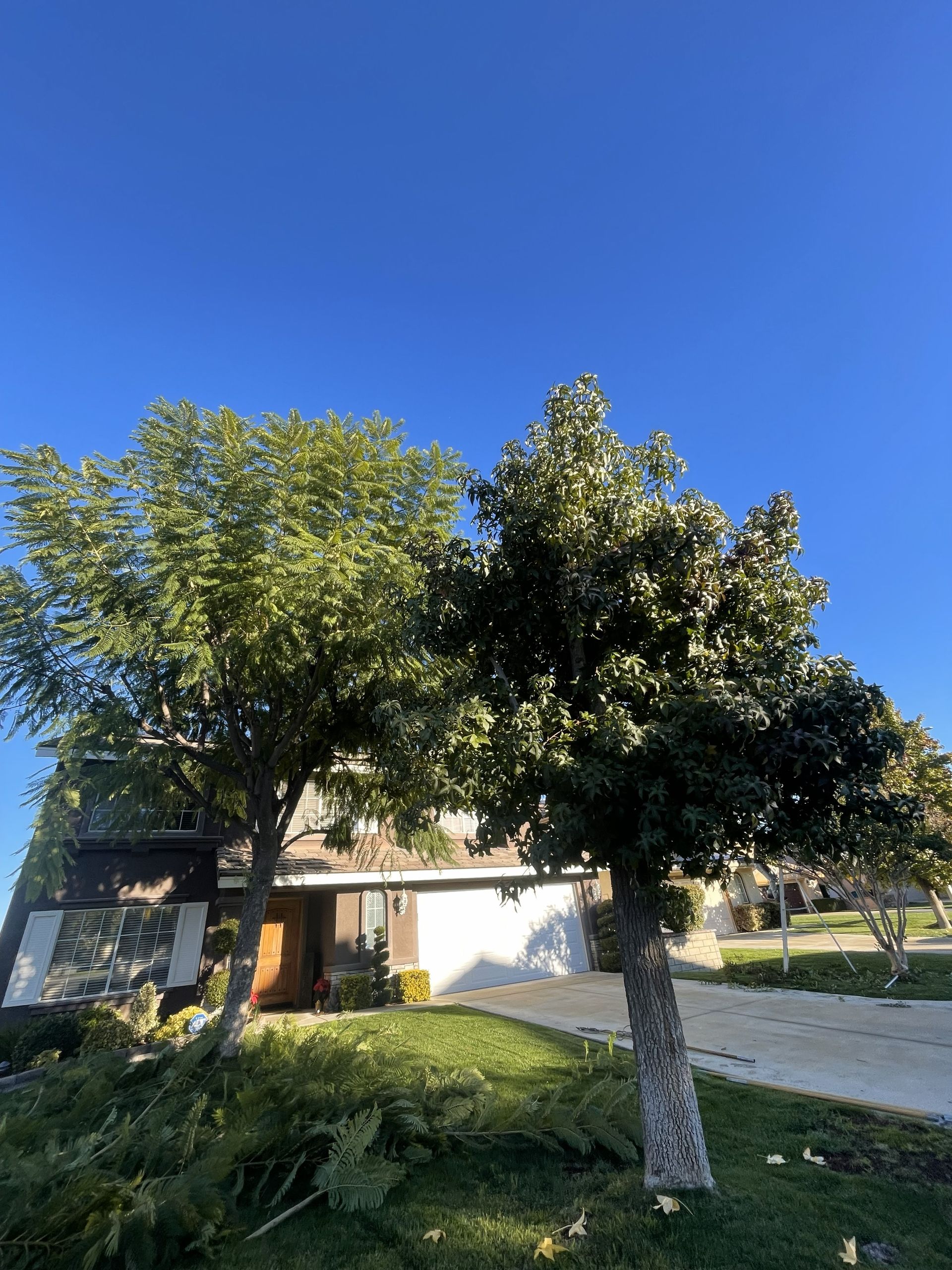 House with trees and blue sky. Sunny day.