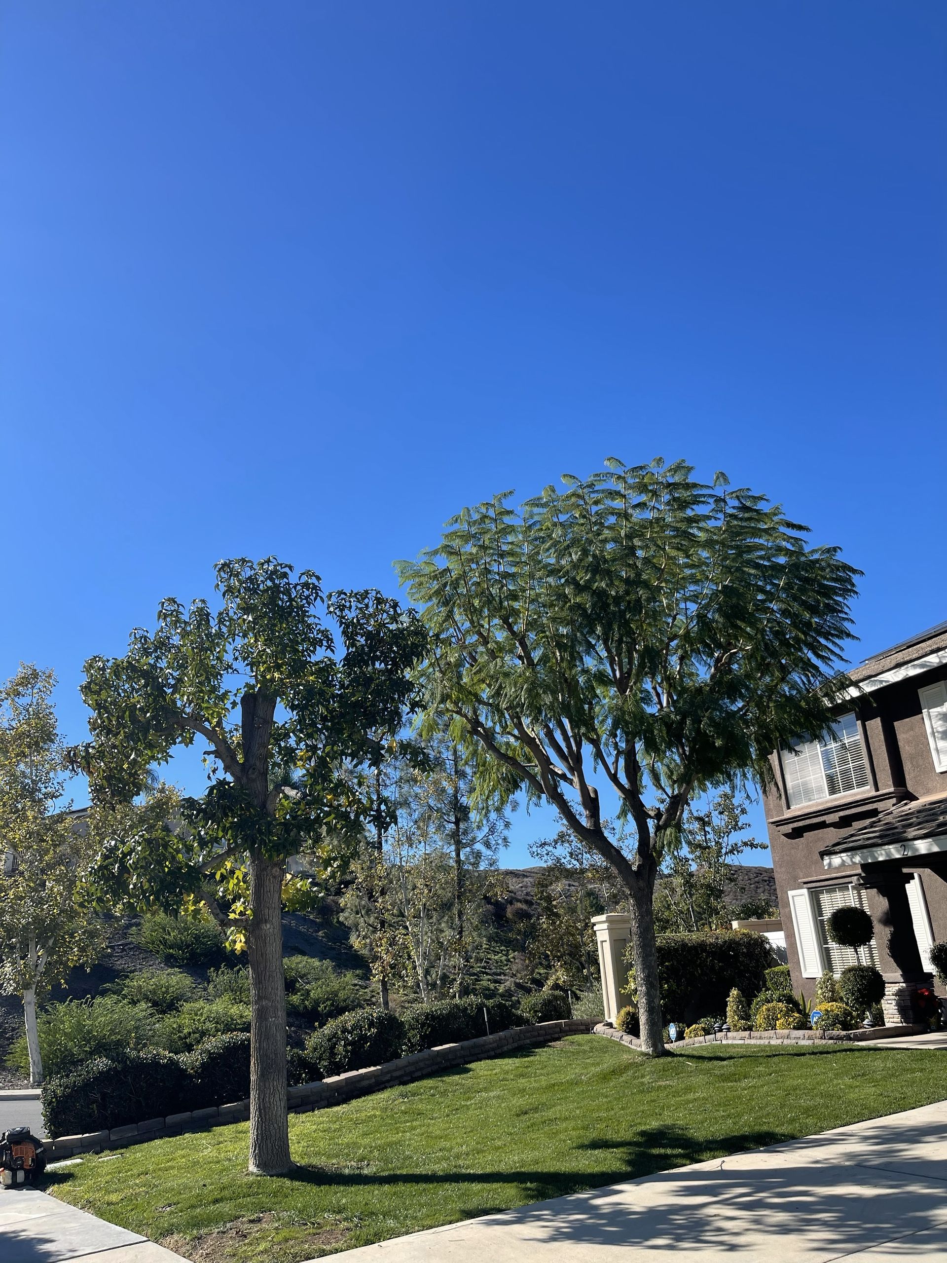 Two green trees on a grassy hill under a bright blue sky, with a house visible on the right.