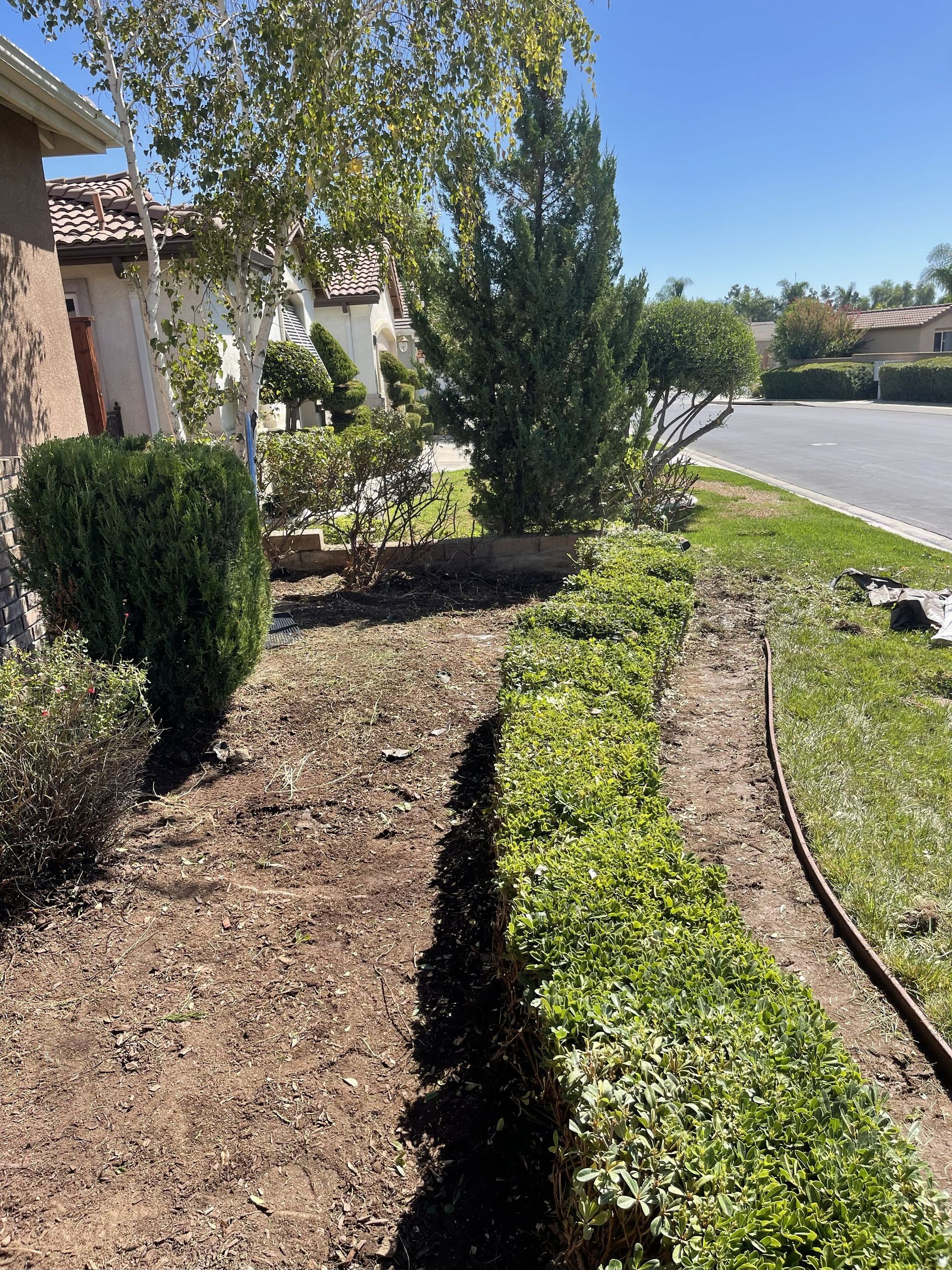 A front yard with trimmed bushes, trees, and a pathway with mulch alongside a residential street.