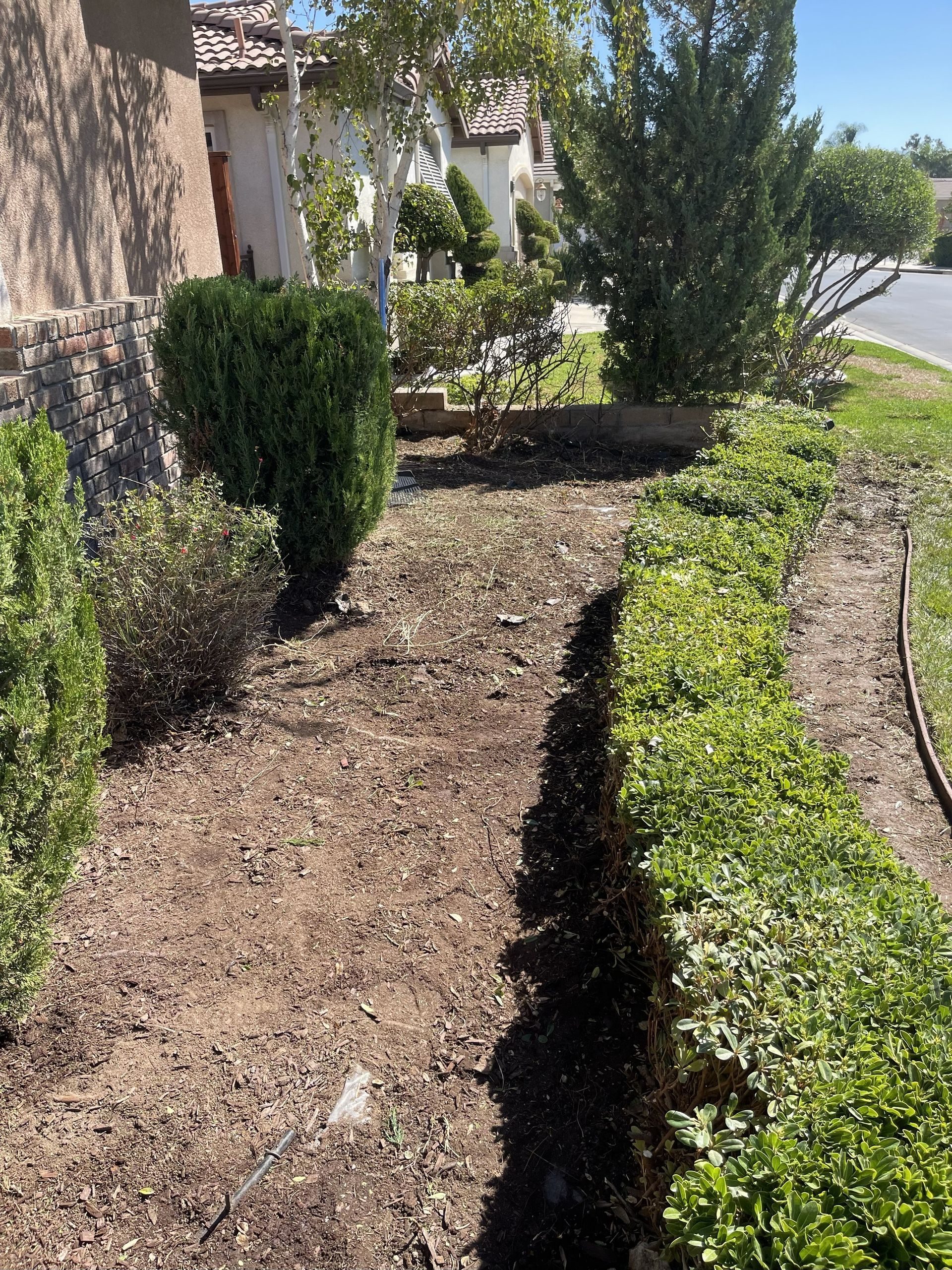A garden bed with green hedges and bare soil, in front of a house.