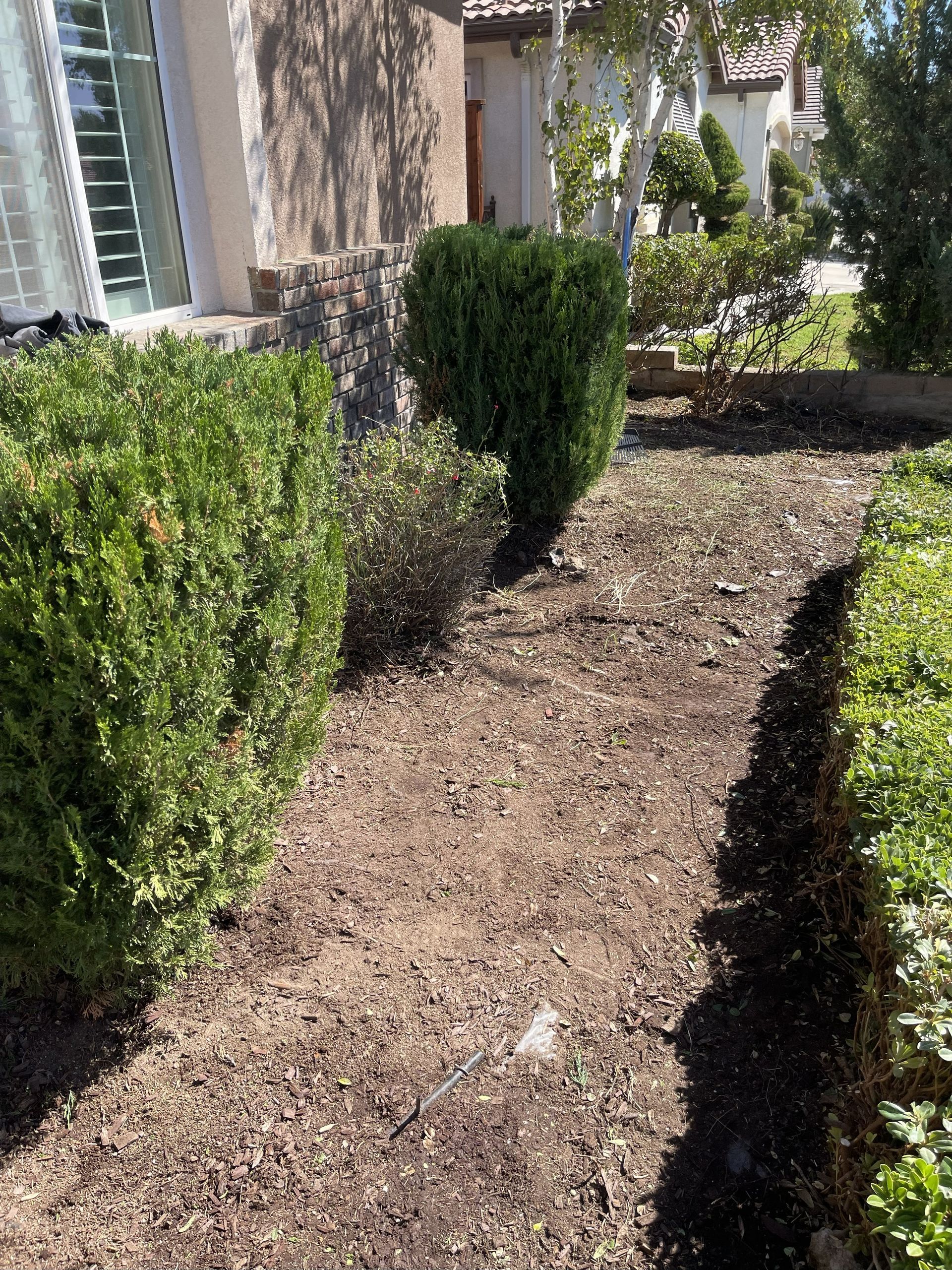 Dirt pathway between trimmed green bushes, leading to a house. Sunny, outdoor setting.