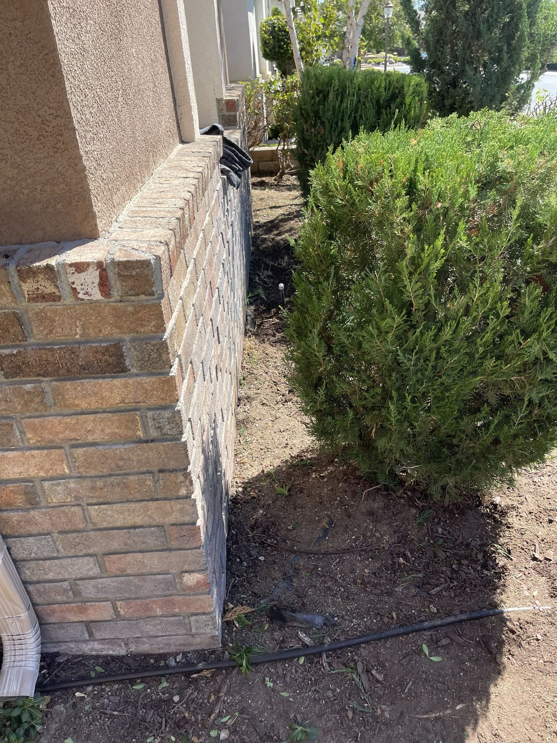 Brick wall next to a bush and dirt path, with a black irrigation line visible.