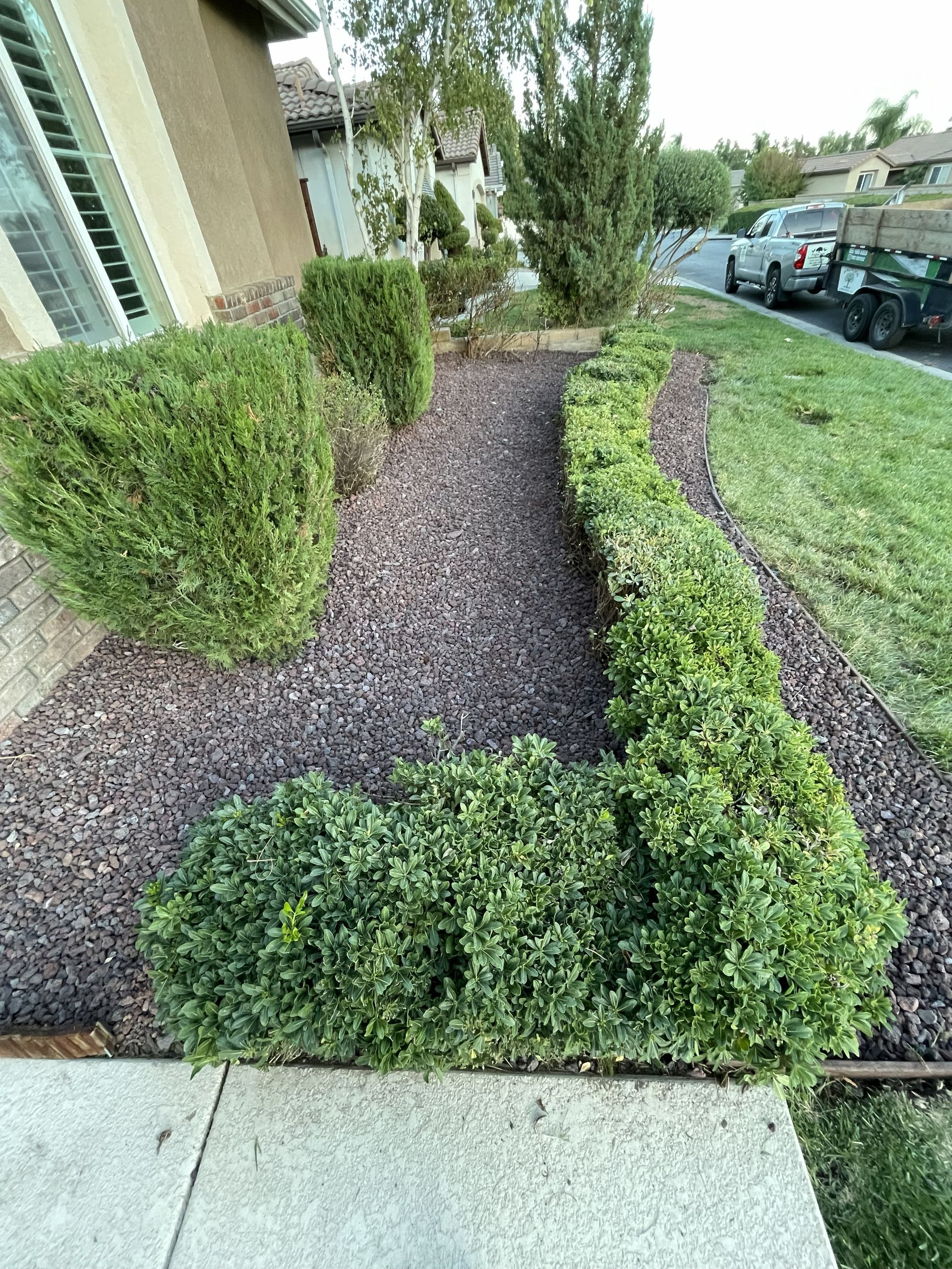 Green hedges border a gravel pathway, beside a house with green grass.