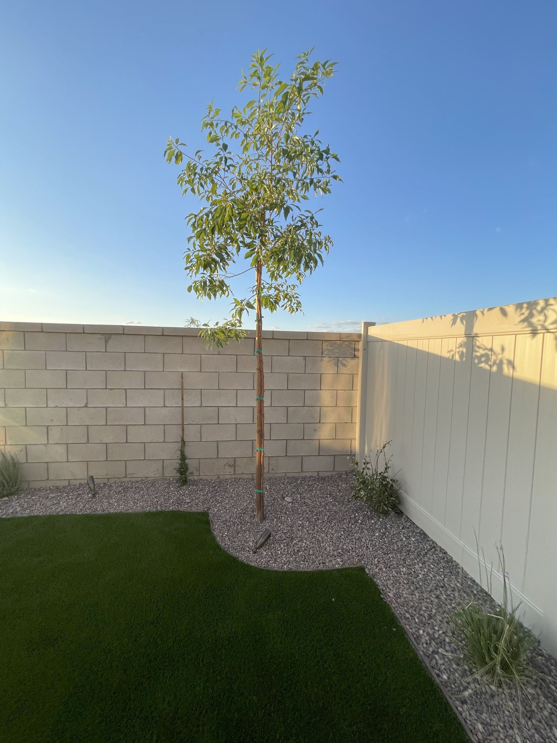 Young tree in a backyard with a blue sky, brick wall, and white fence, surrounded by green grass and gravel.