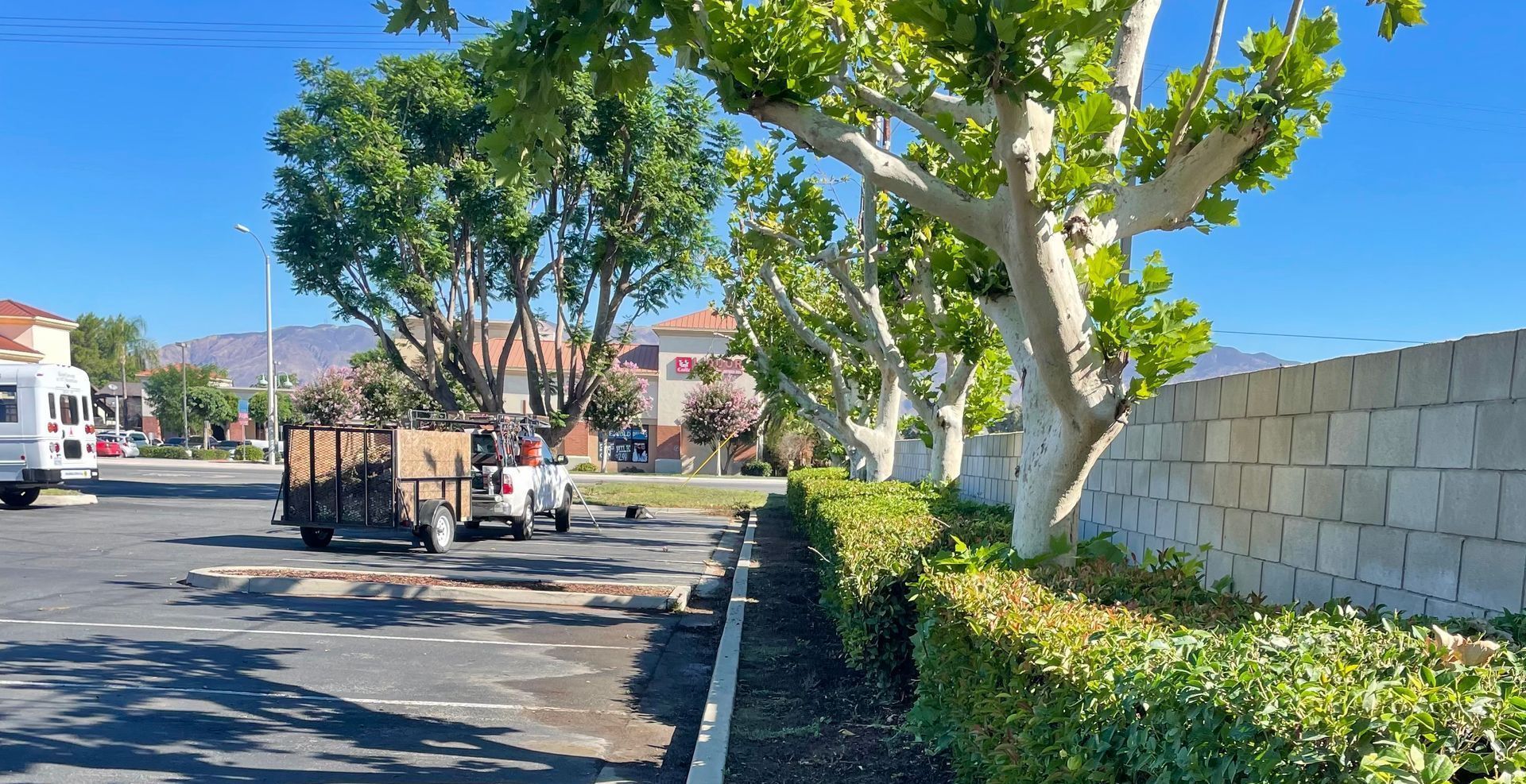 A white truck is parked in a parking lot next to a tree.