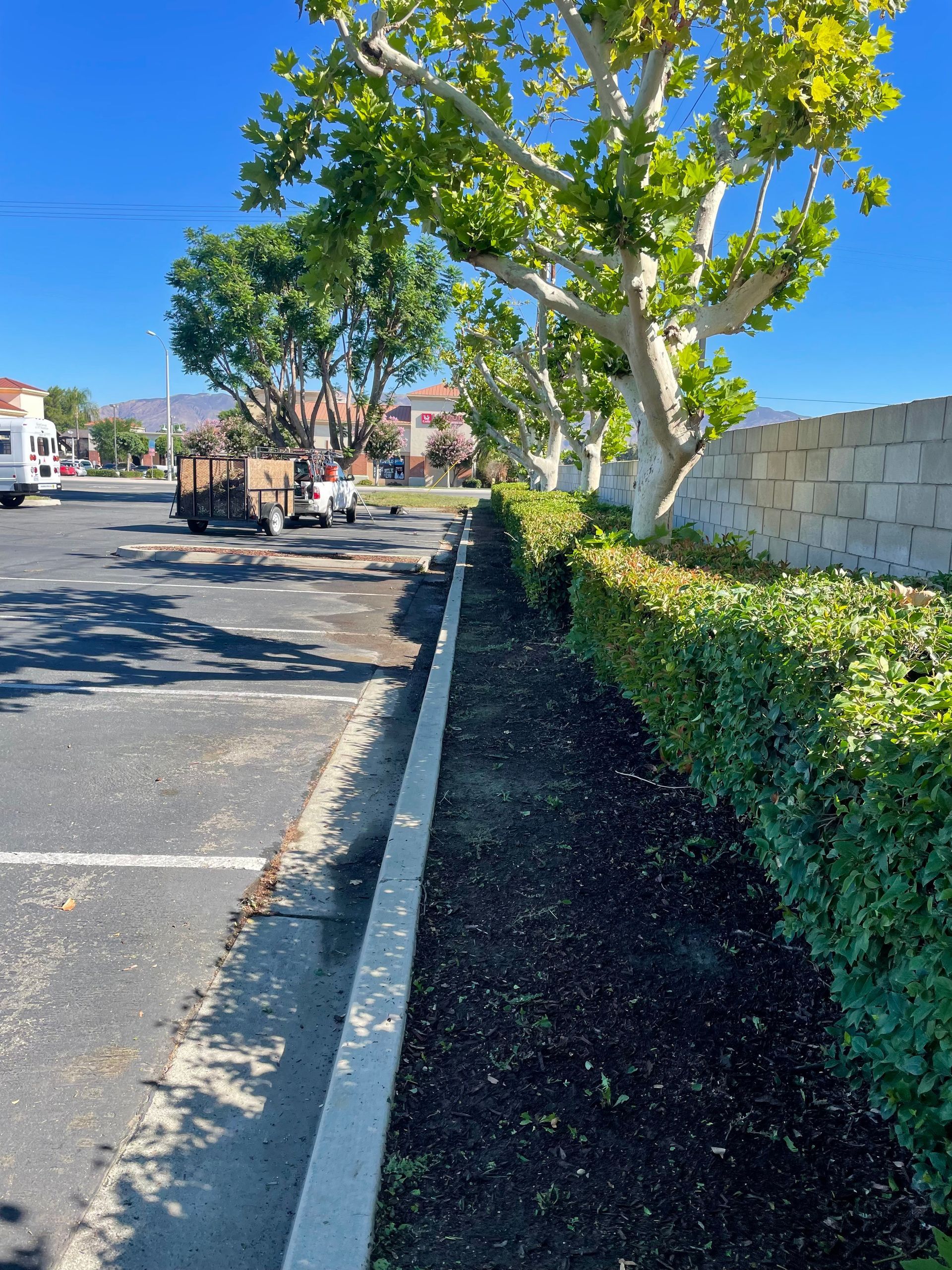 Commercial Tree Trimming Service in Hemet, CA