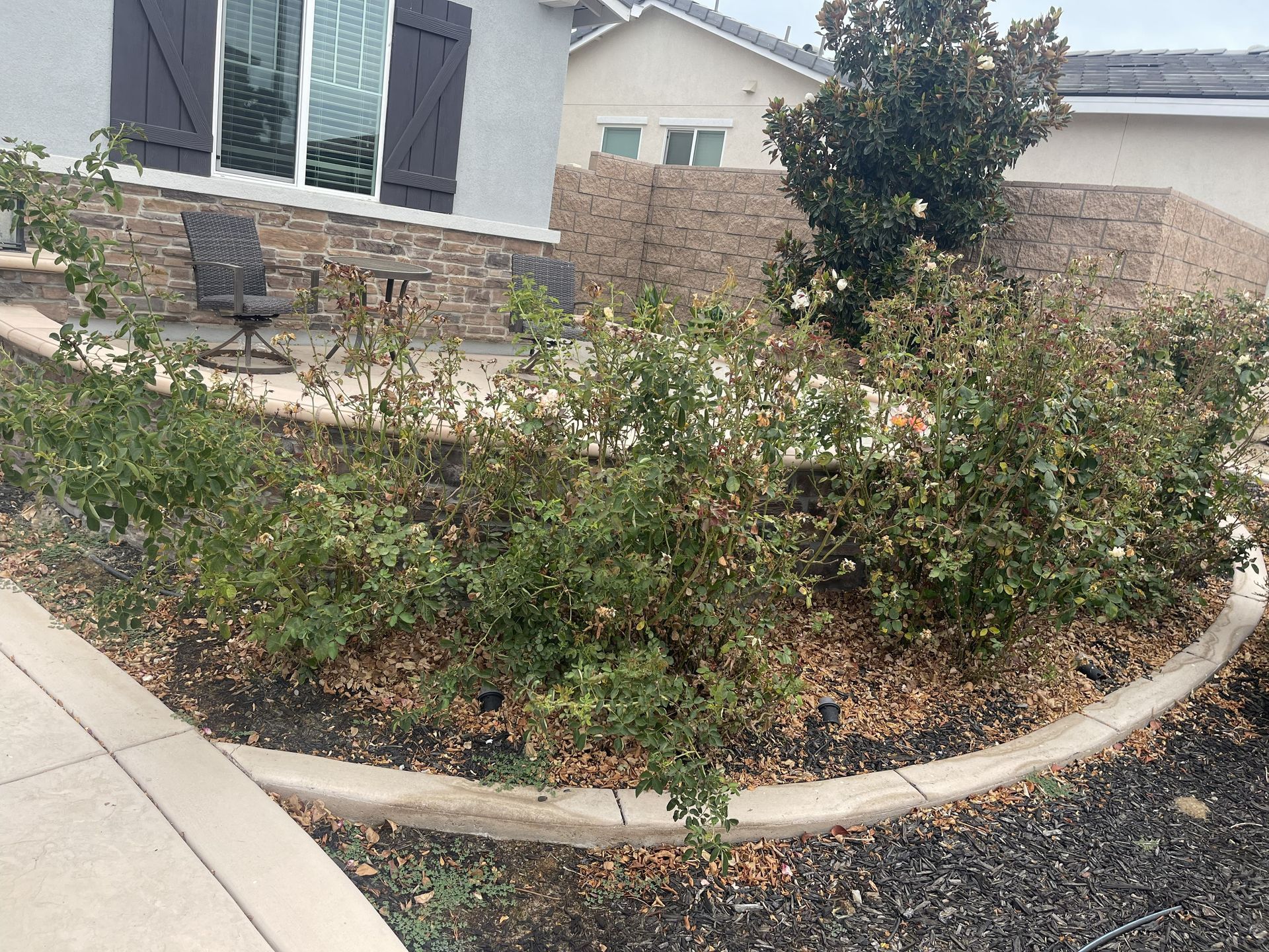 Bushes with green leaves in a curved bed with concrete border and rock mulch.