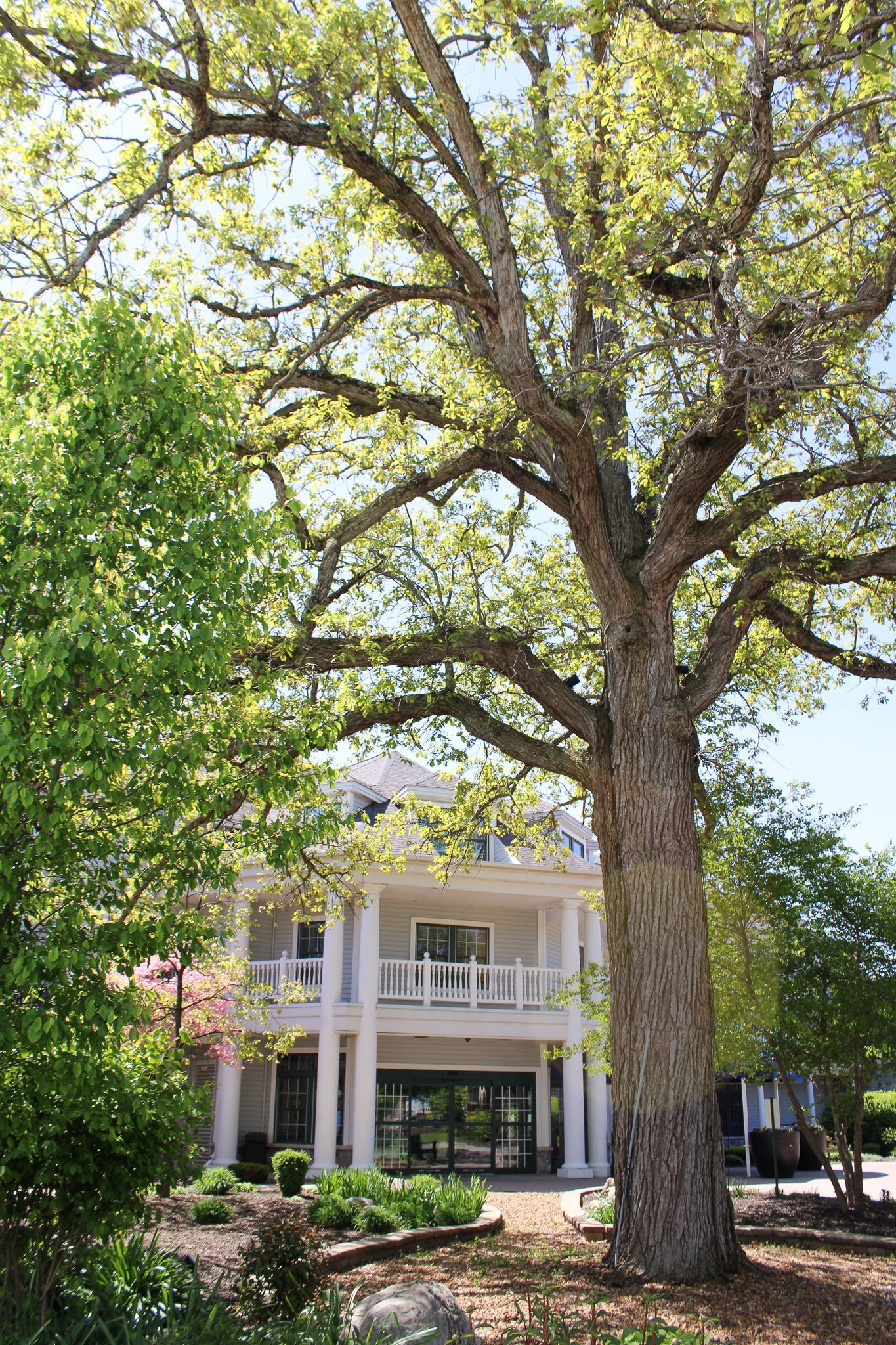 A large tree is in front of a large white house.