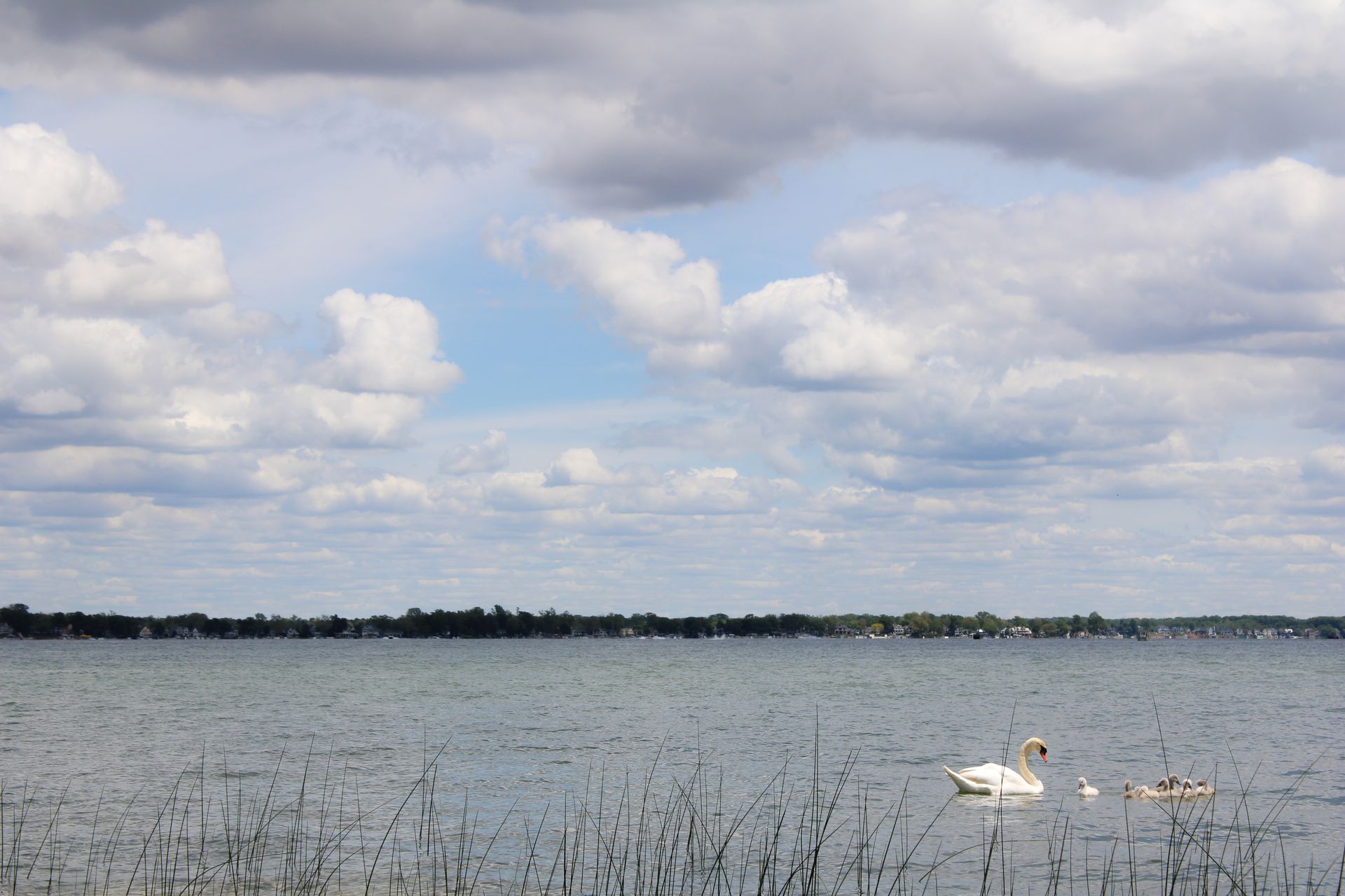 Two swans are swimming in a lake on a cloudy day