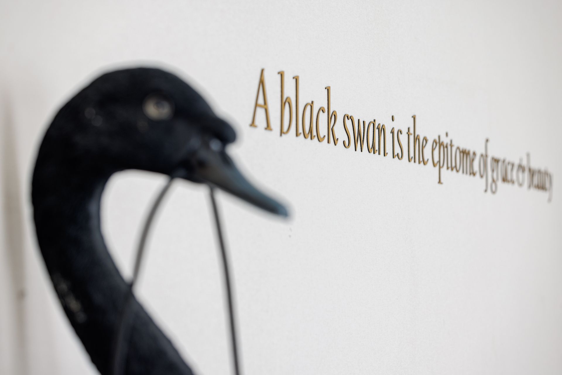 A decorative black swan figure stands next to wall text reading,