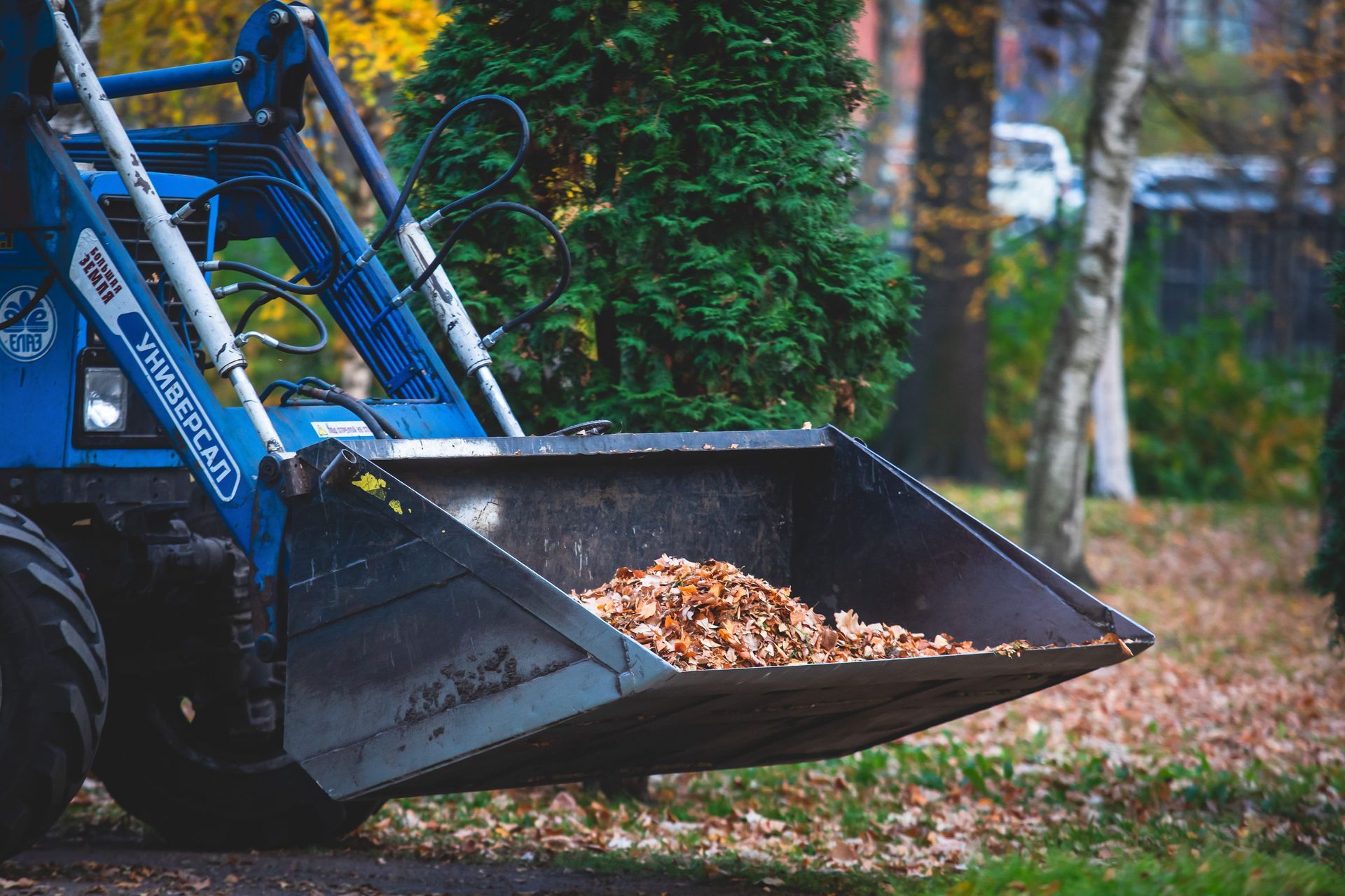 A blue front-end loader holds a pile of fallen autumn leaves in its metal bucket outdoors.